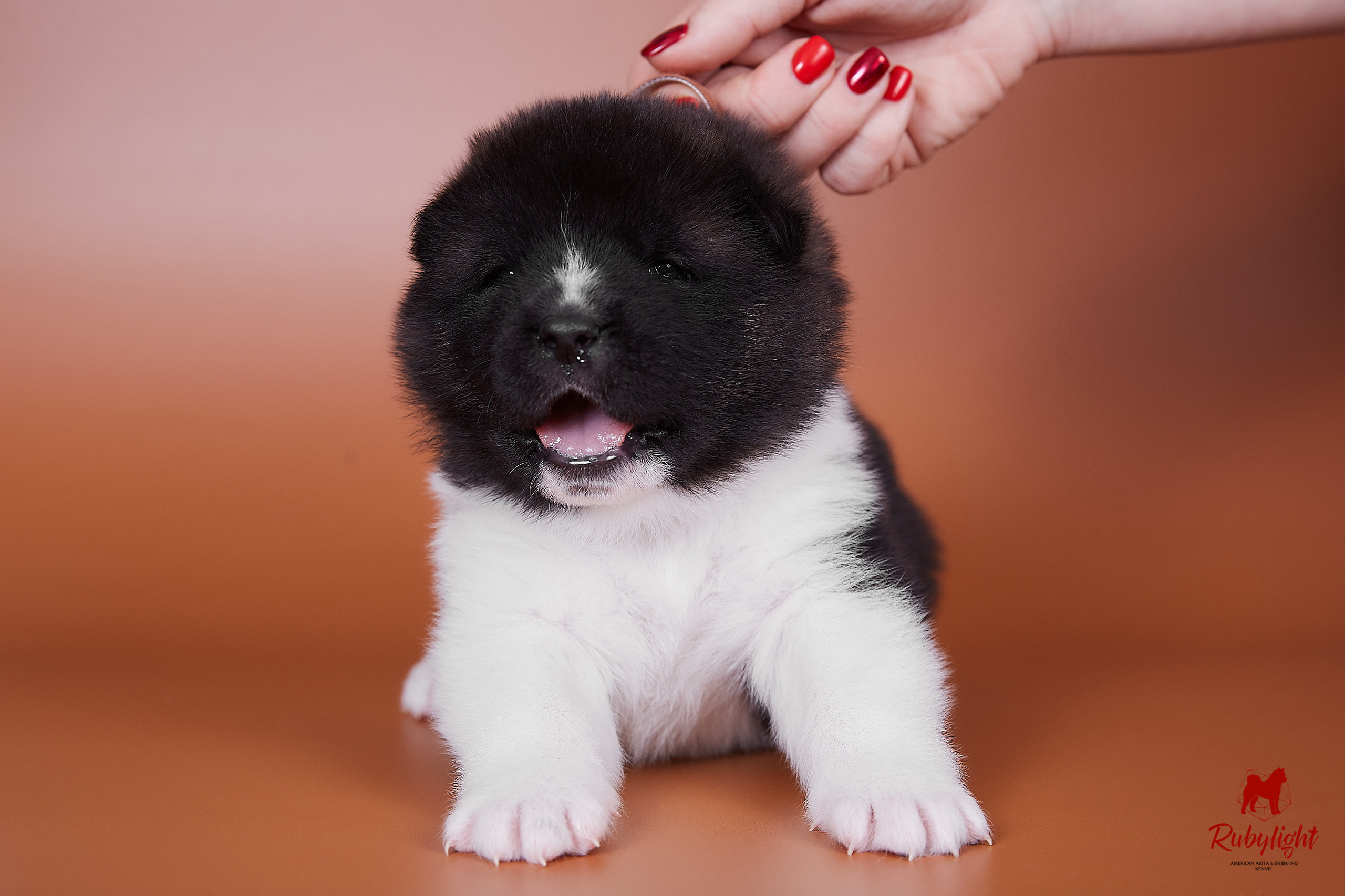 Американская акита щенки питомник Рубилайт RUBYLIGHT