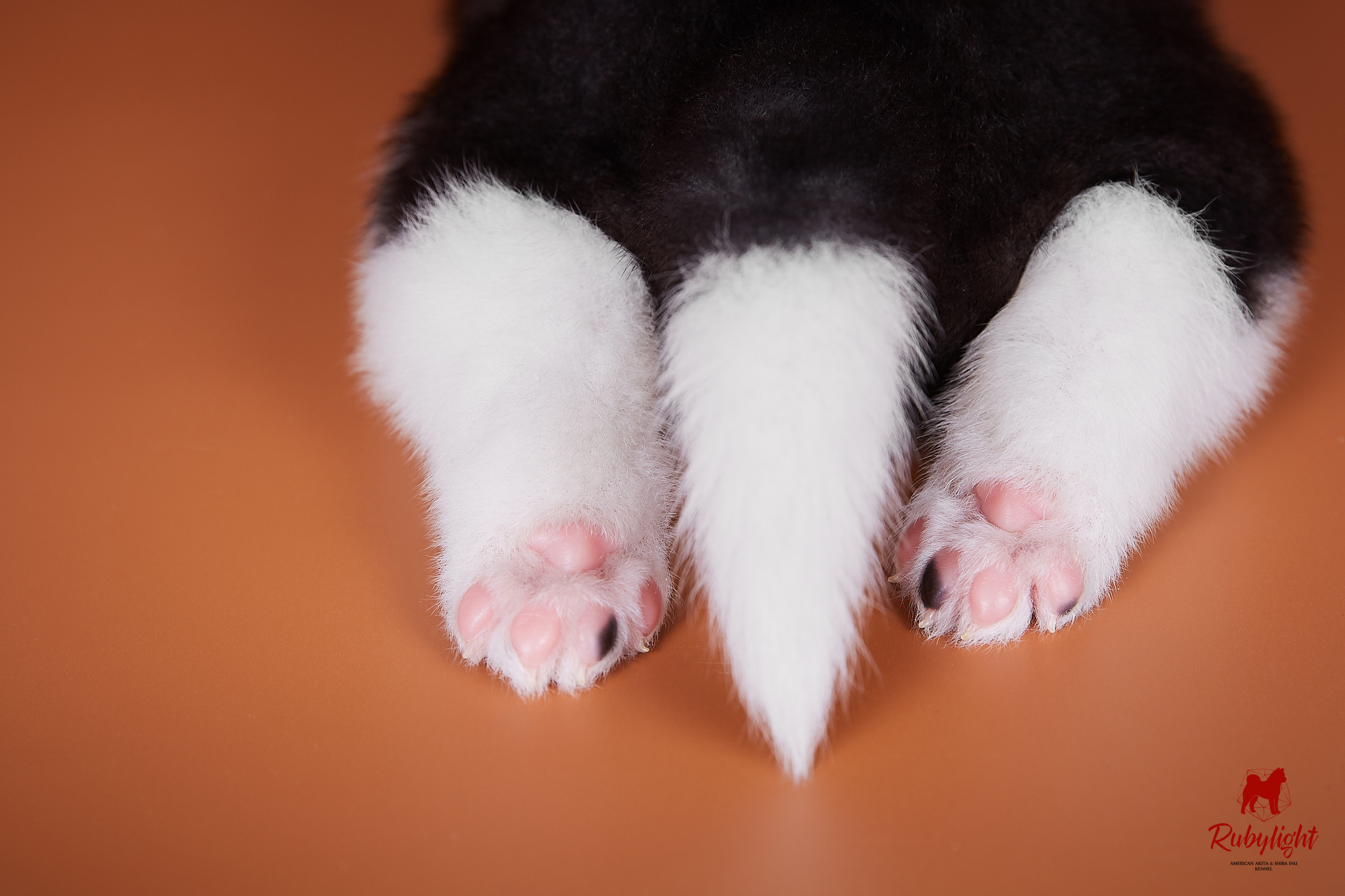 Американская акита щенки питомник Рубилайт RUBYLIGHT