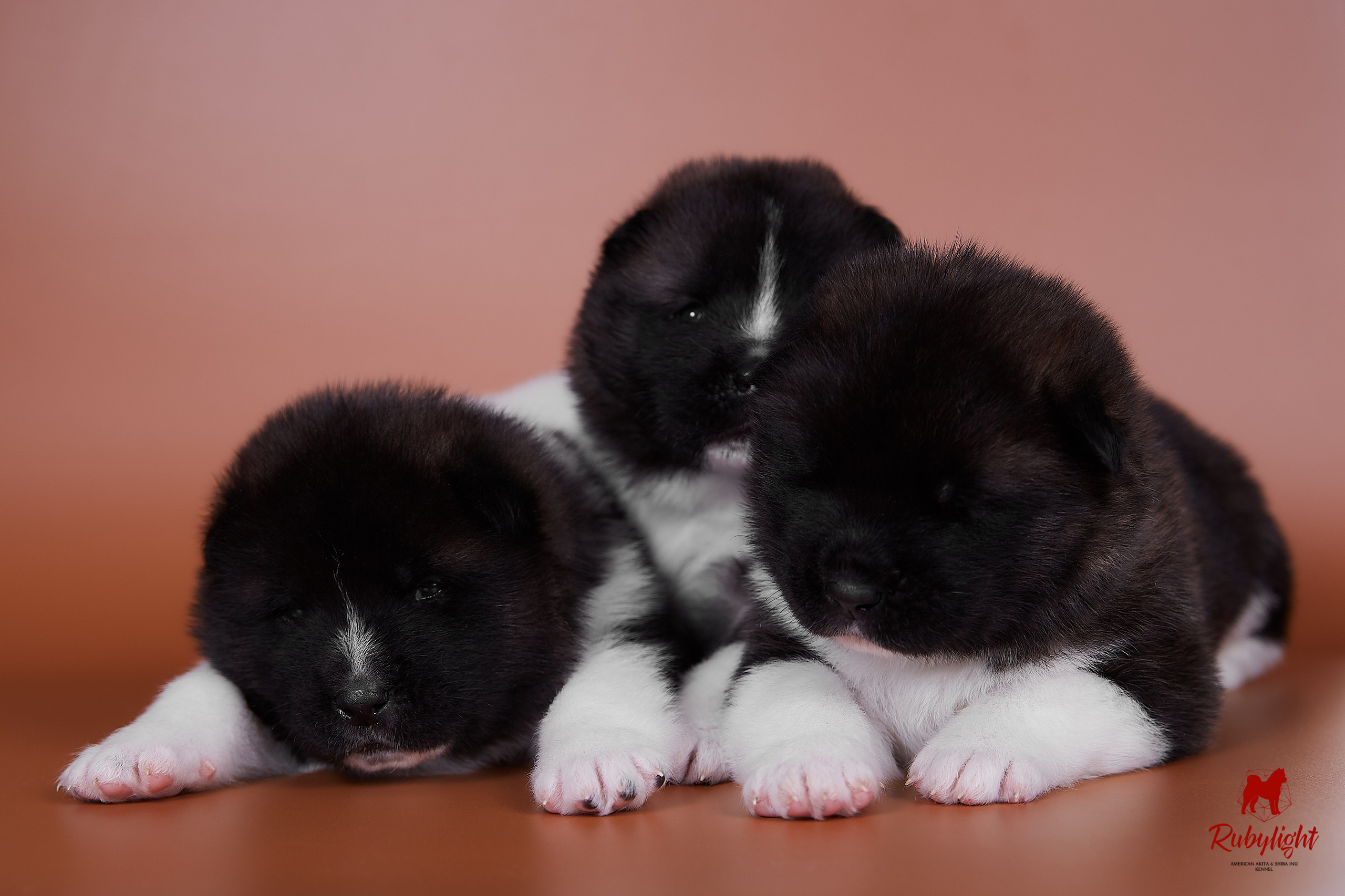 Американская акита щенки питомник Рубилайт RUBYLIGHT