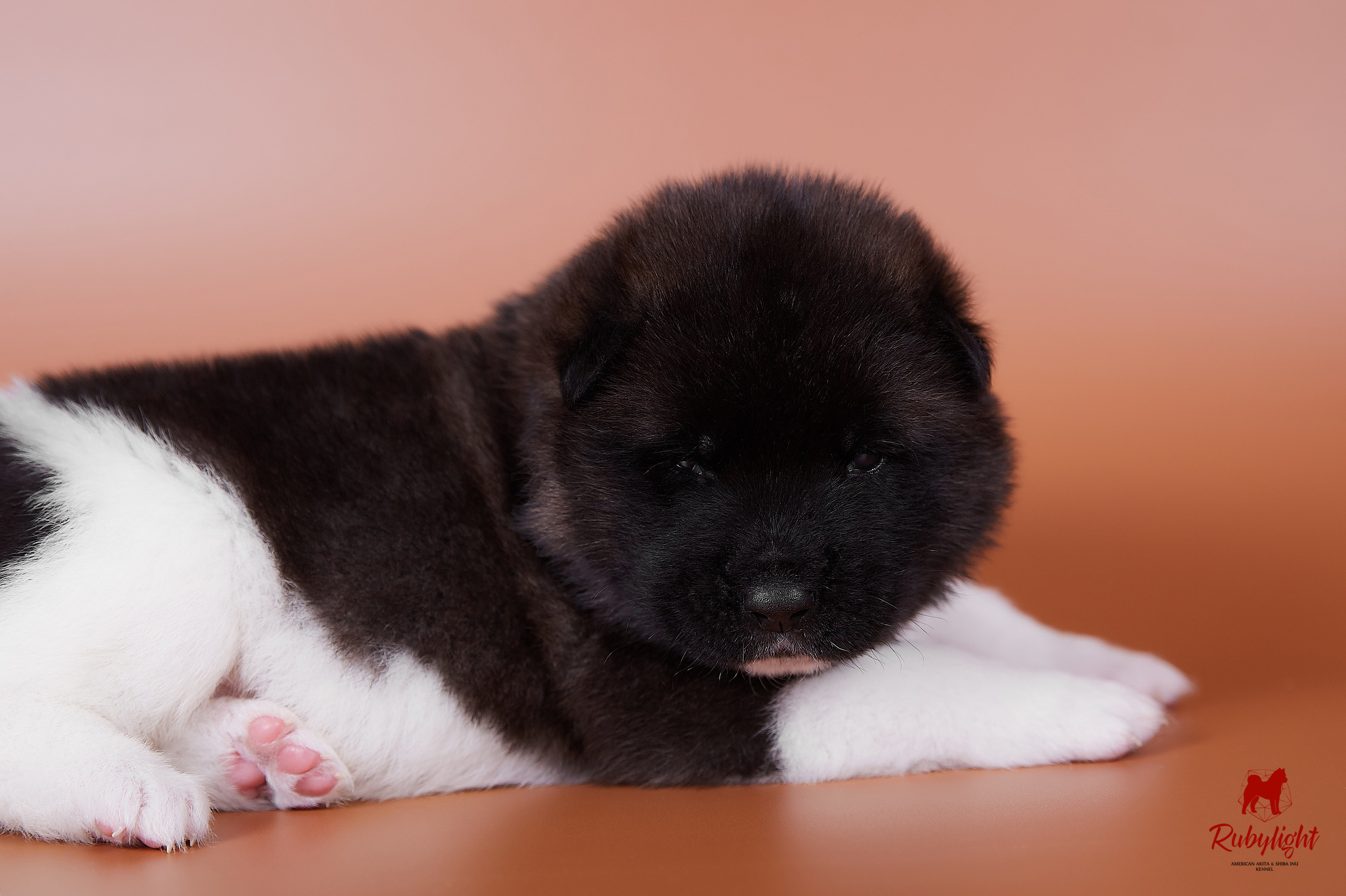 Американская акита щенки питомник Рубилайт RUBYLIGHT