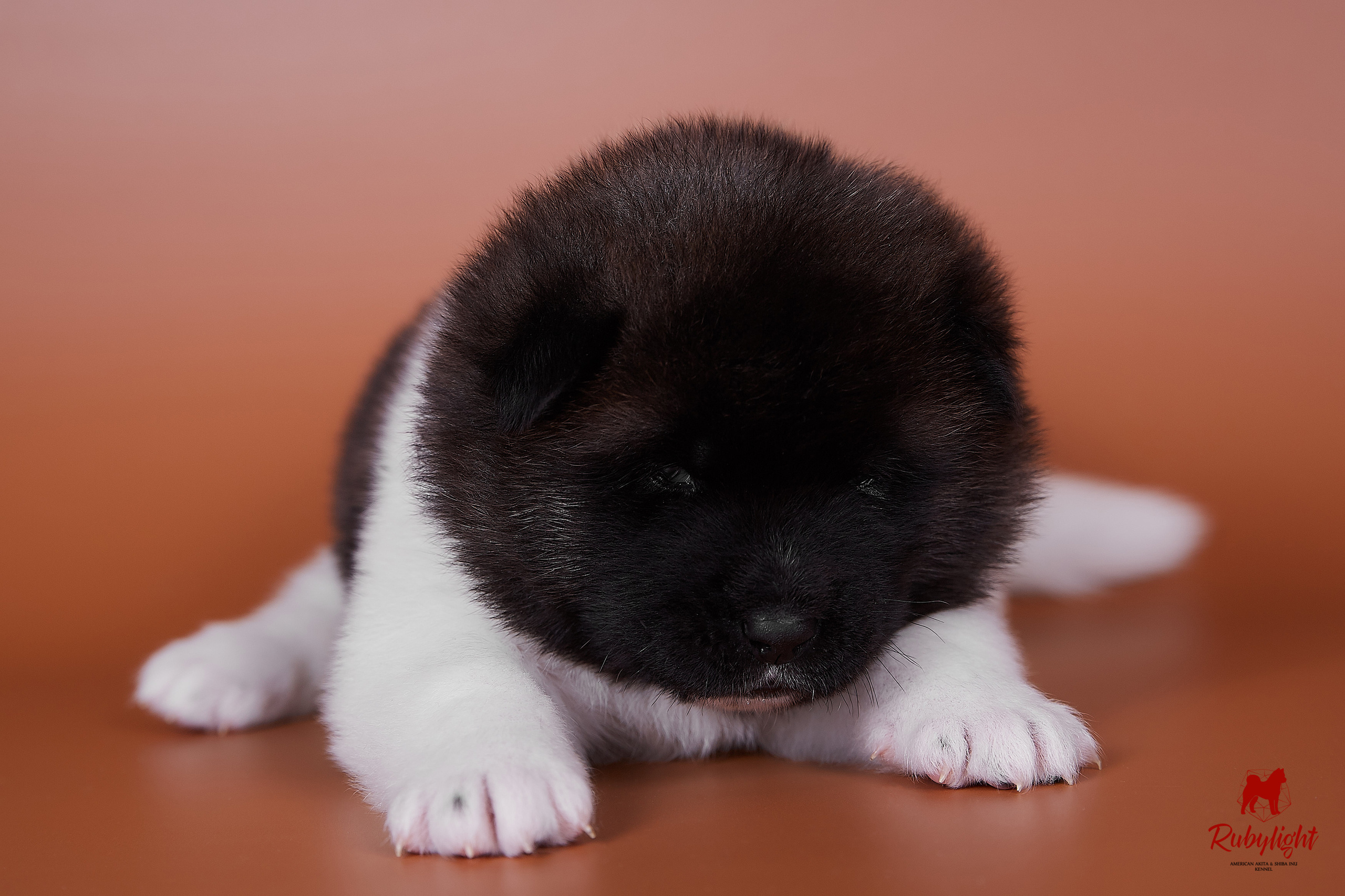 Американская акита щенки питомник Рубилайт RUBYLIGHT