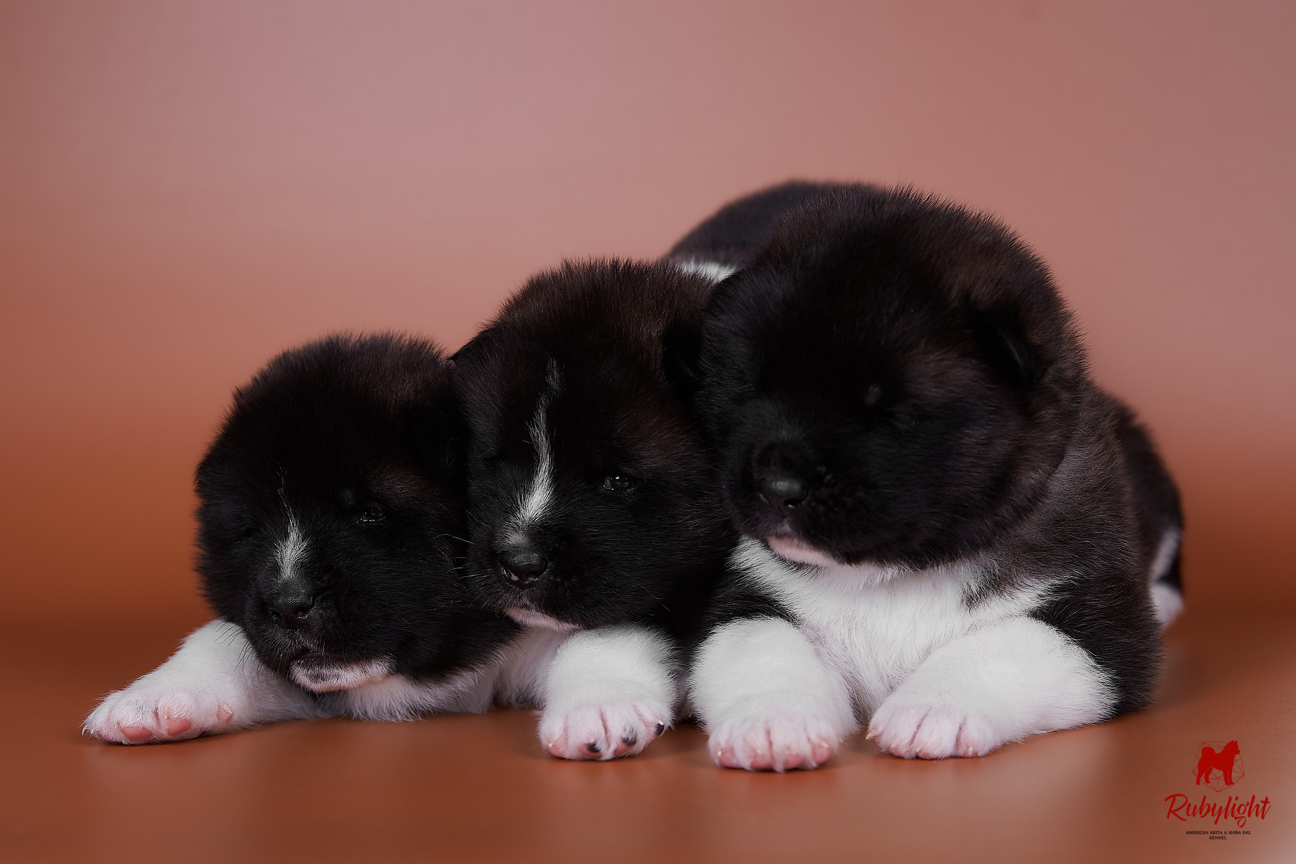 Американская акита щенки питомник Рубилайт RUBYLIGHT