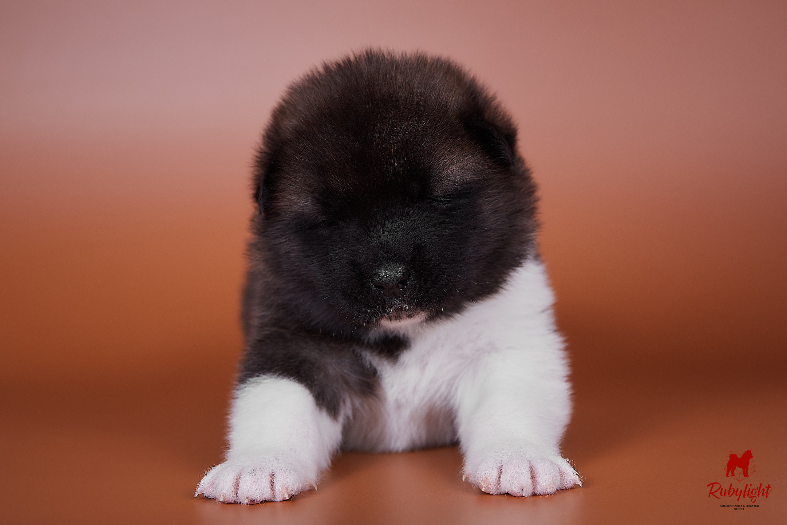 Американская акита щенки питомник Рубилайт RUBYLIGHT