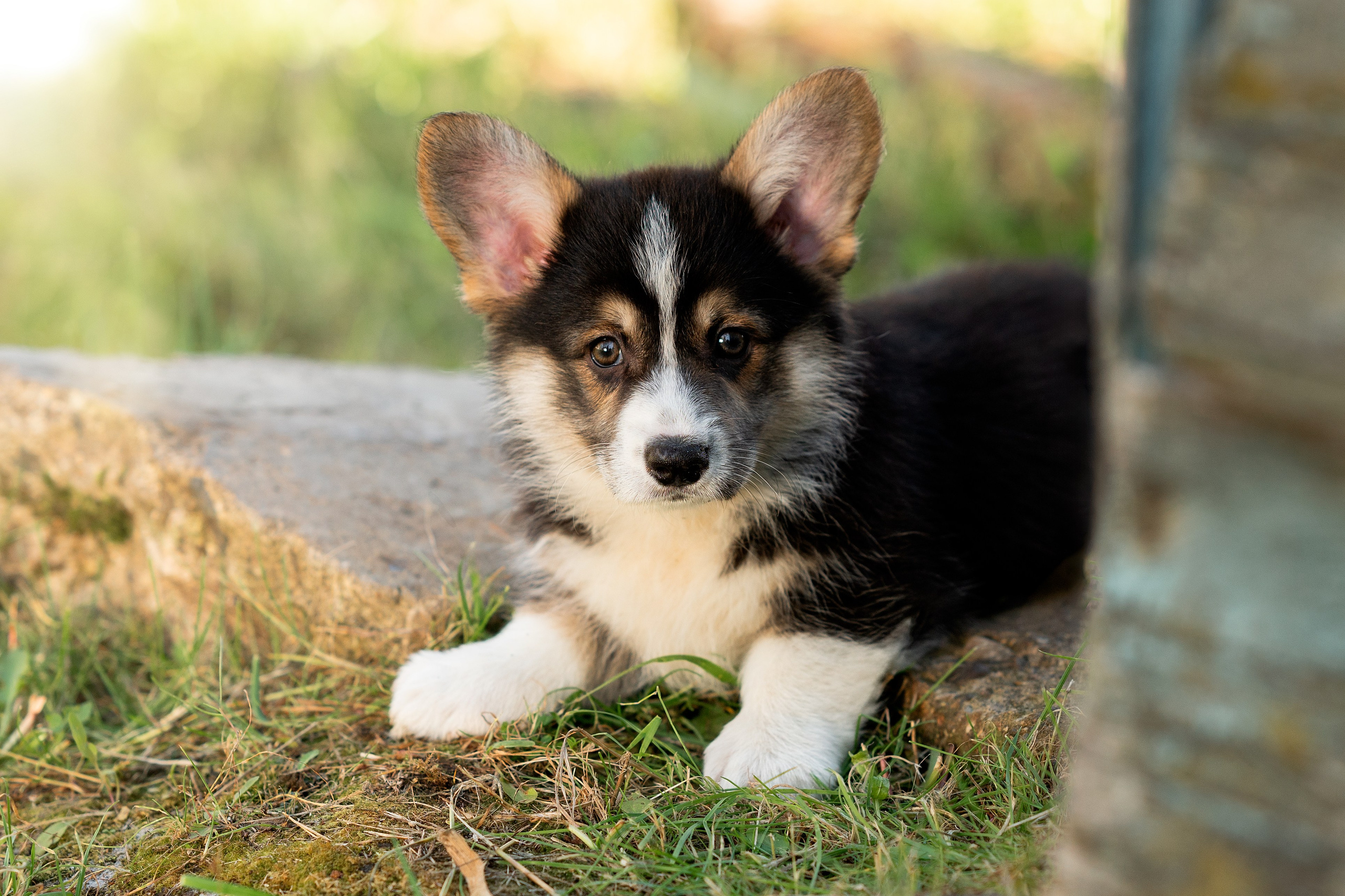 Заводчик Анастасия Подгорбунская. Творческий фотограф Вологда