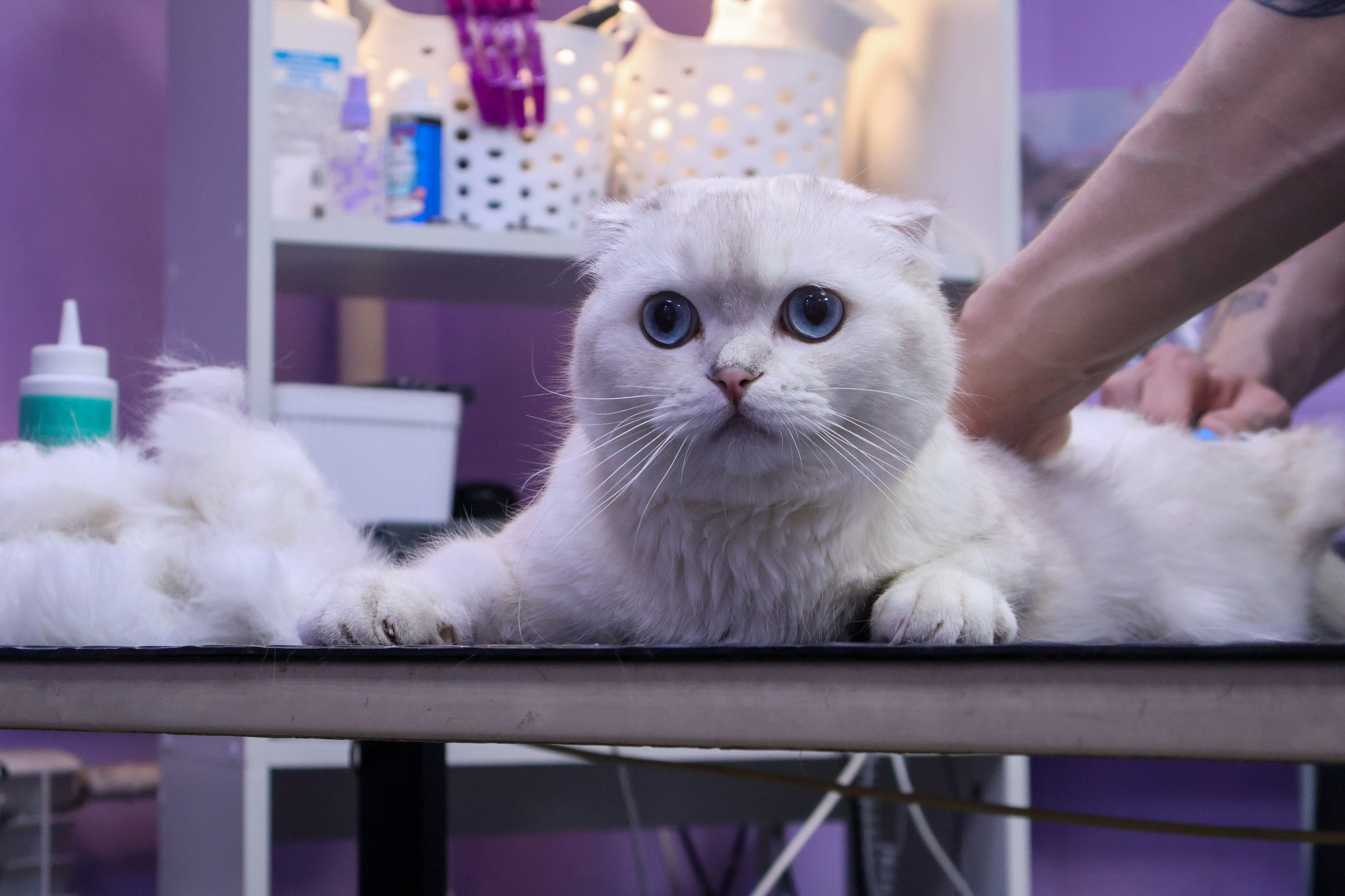 Усы, лапы, хвост. Фотограф ChelFedor