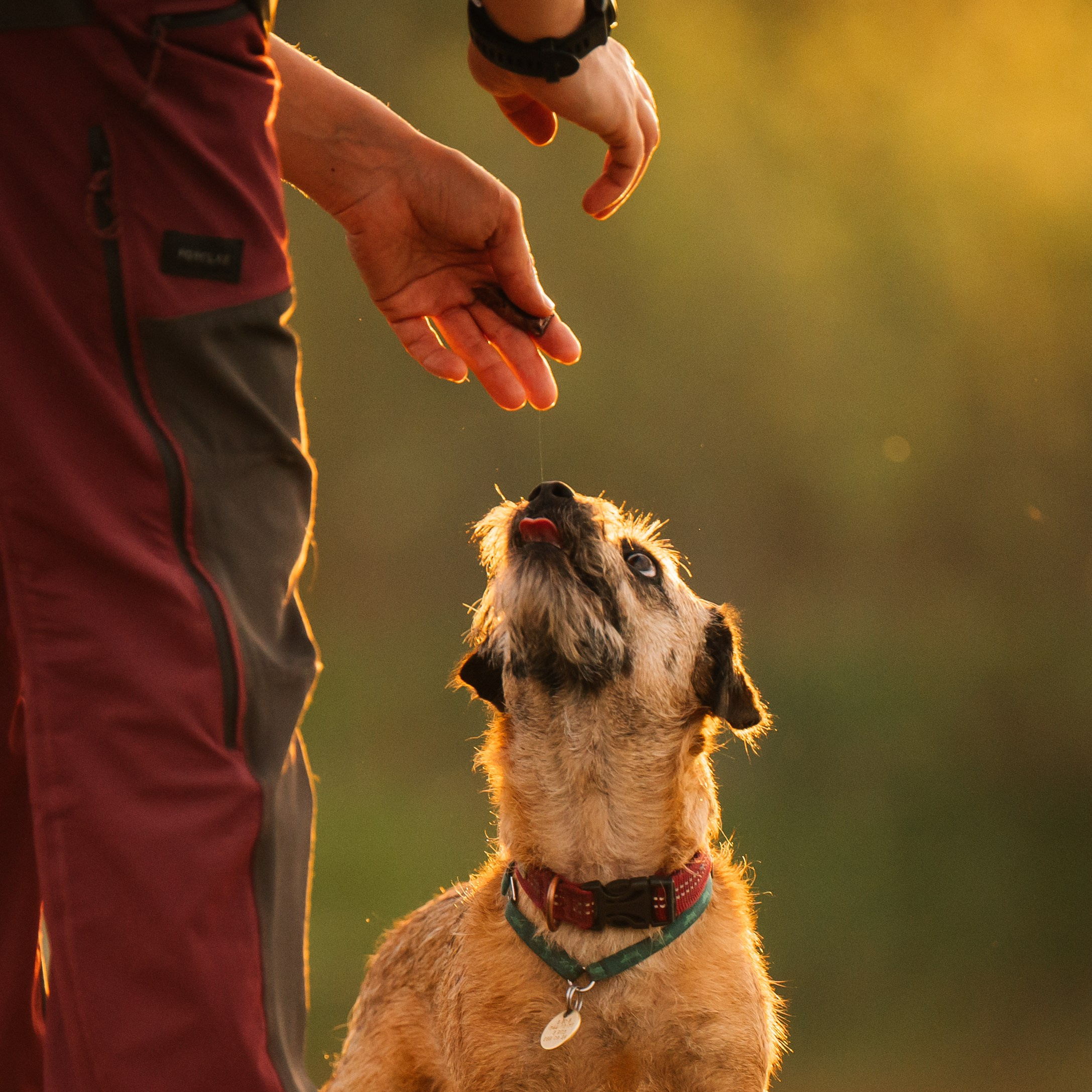 Алия, Ирвин и Грут. Семейный фотограф анималист Ананьева Мария — Москва