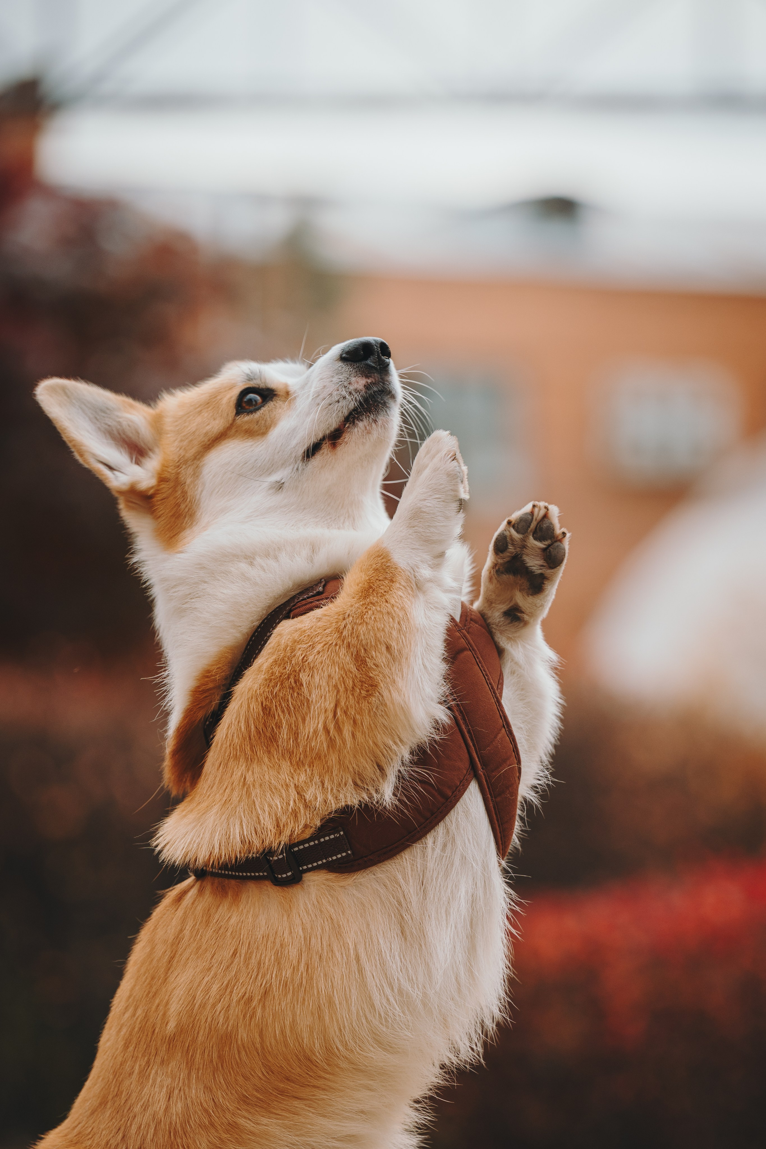 Pawsitive. Семейный фотограф анималист Ананьева Мария — Москва