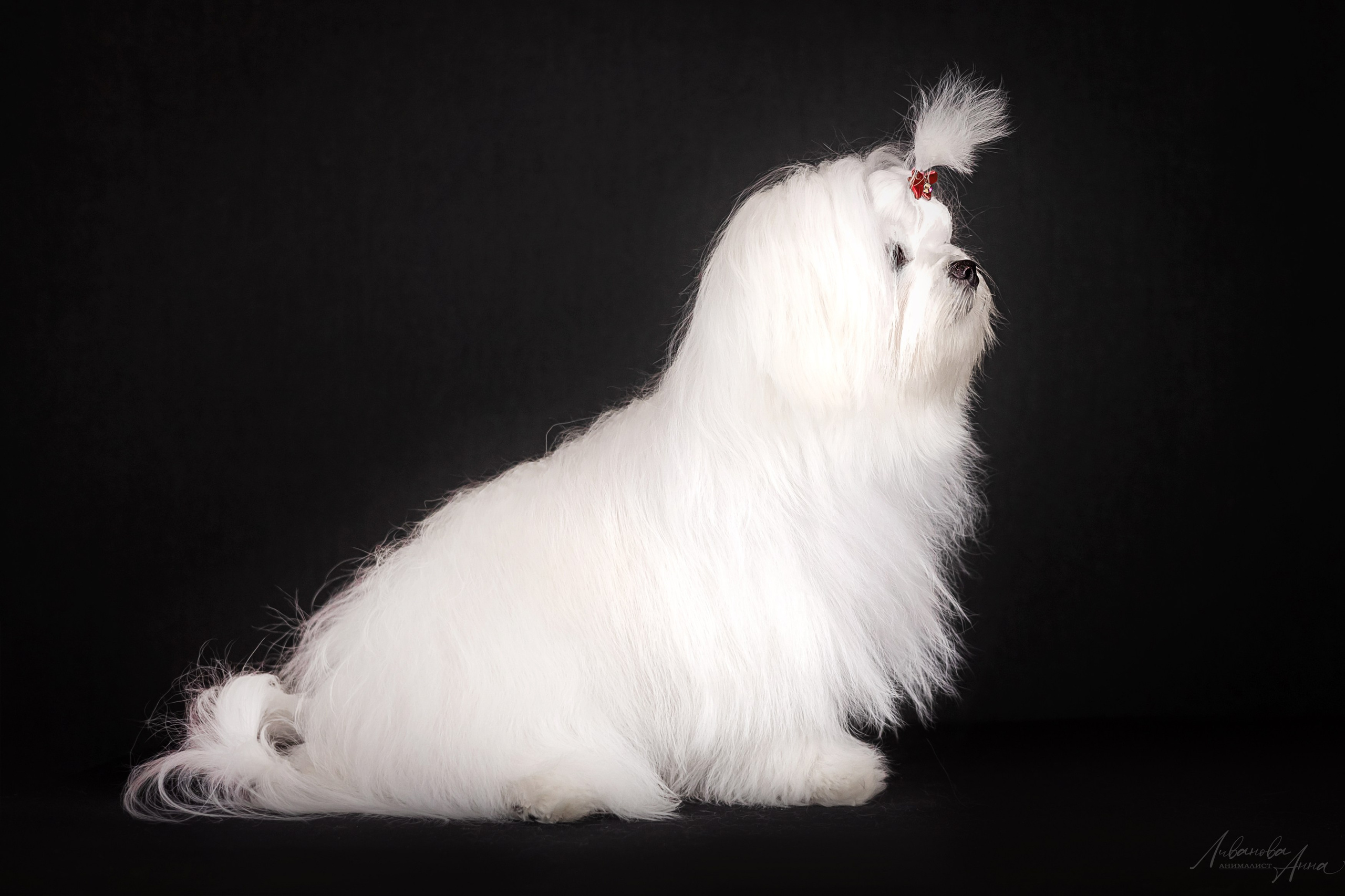 Мальтезе. Фотограф анималист Аня Ливанова | Рыбинск