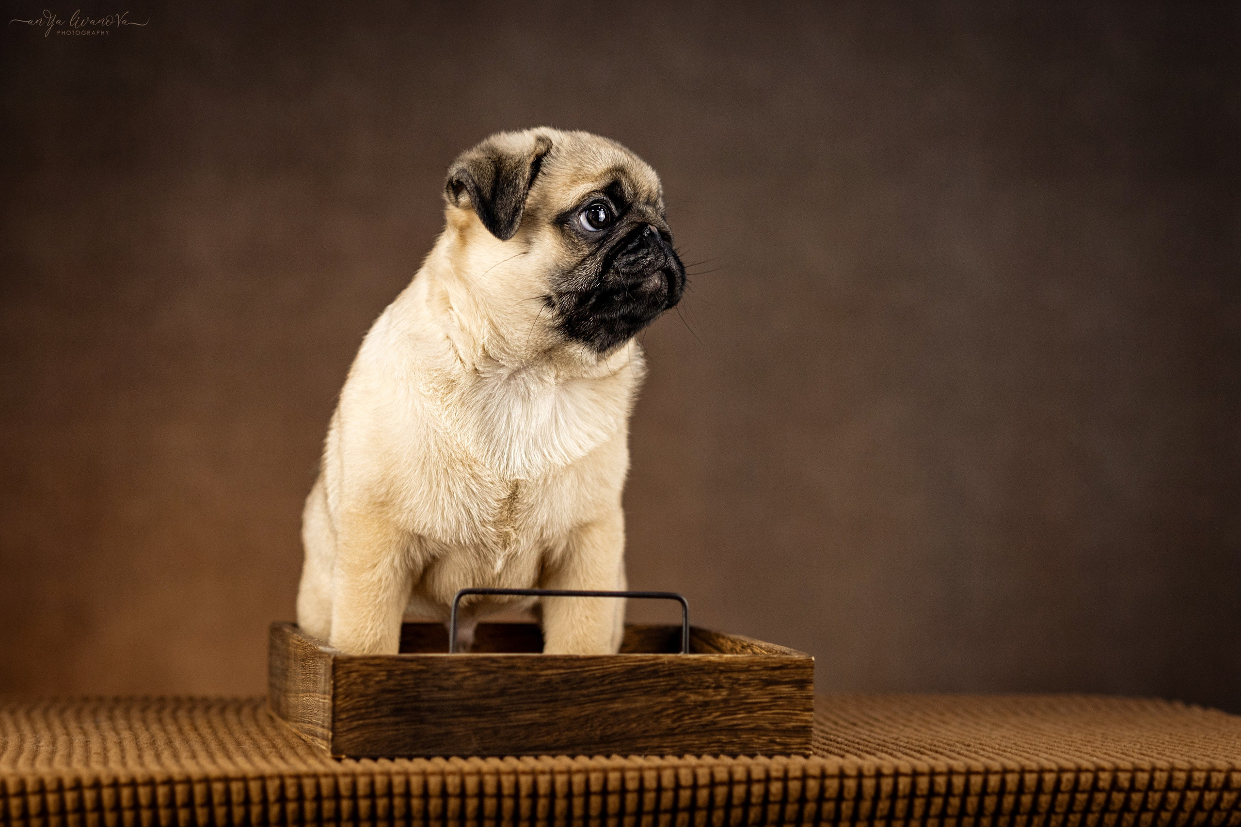 Мопсик. Фотограф анималист Аня Ливанова | Рыбинск