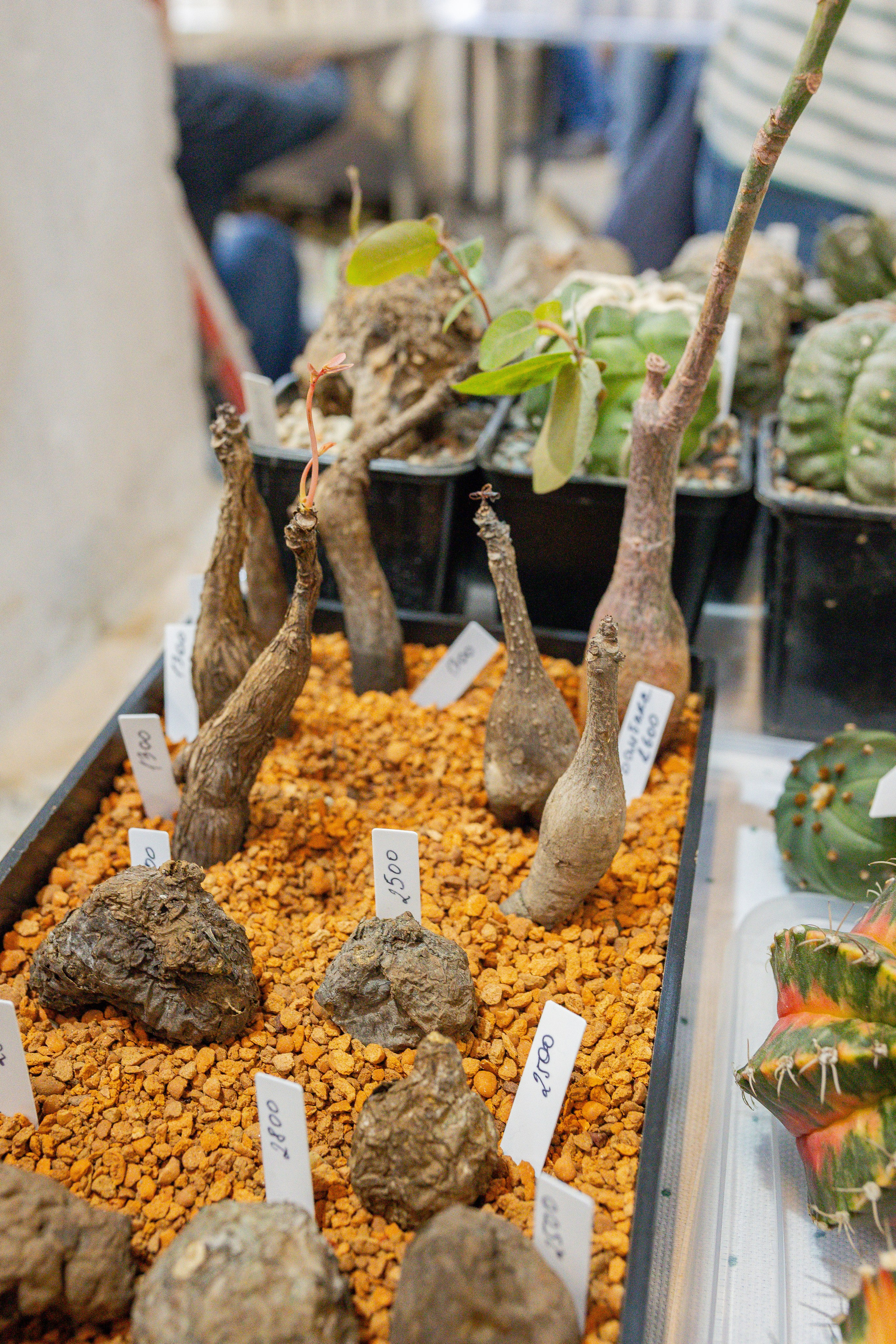 Кактус Фест. Александра Куликова фотограф, Москва