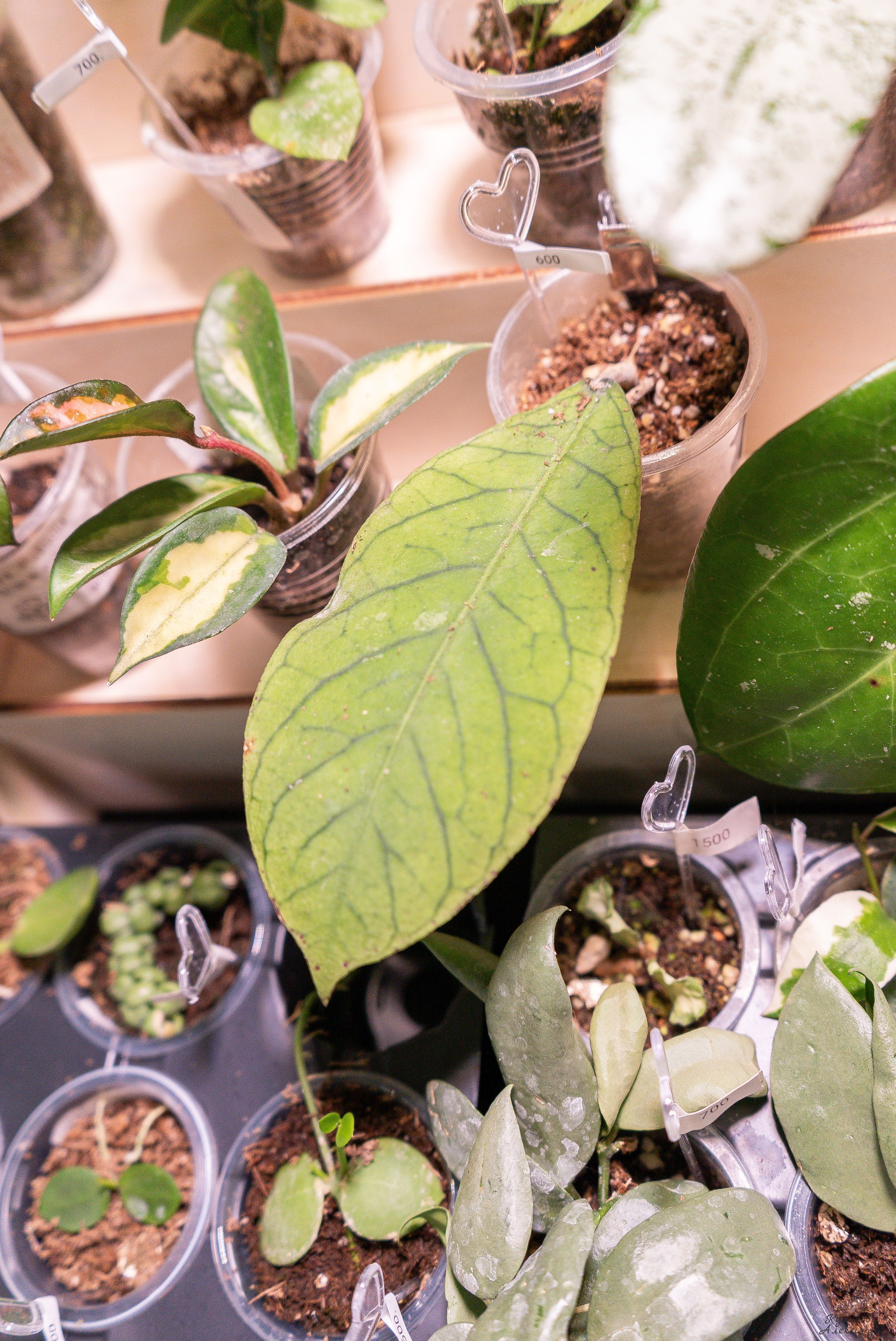 Гроубокс Артплей апрель. Александра Куликова фотограф, Москва