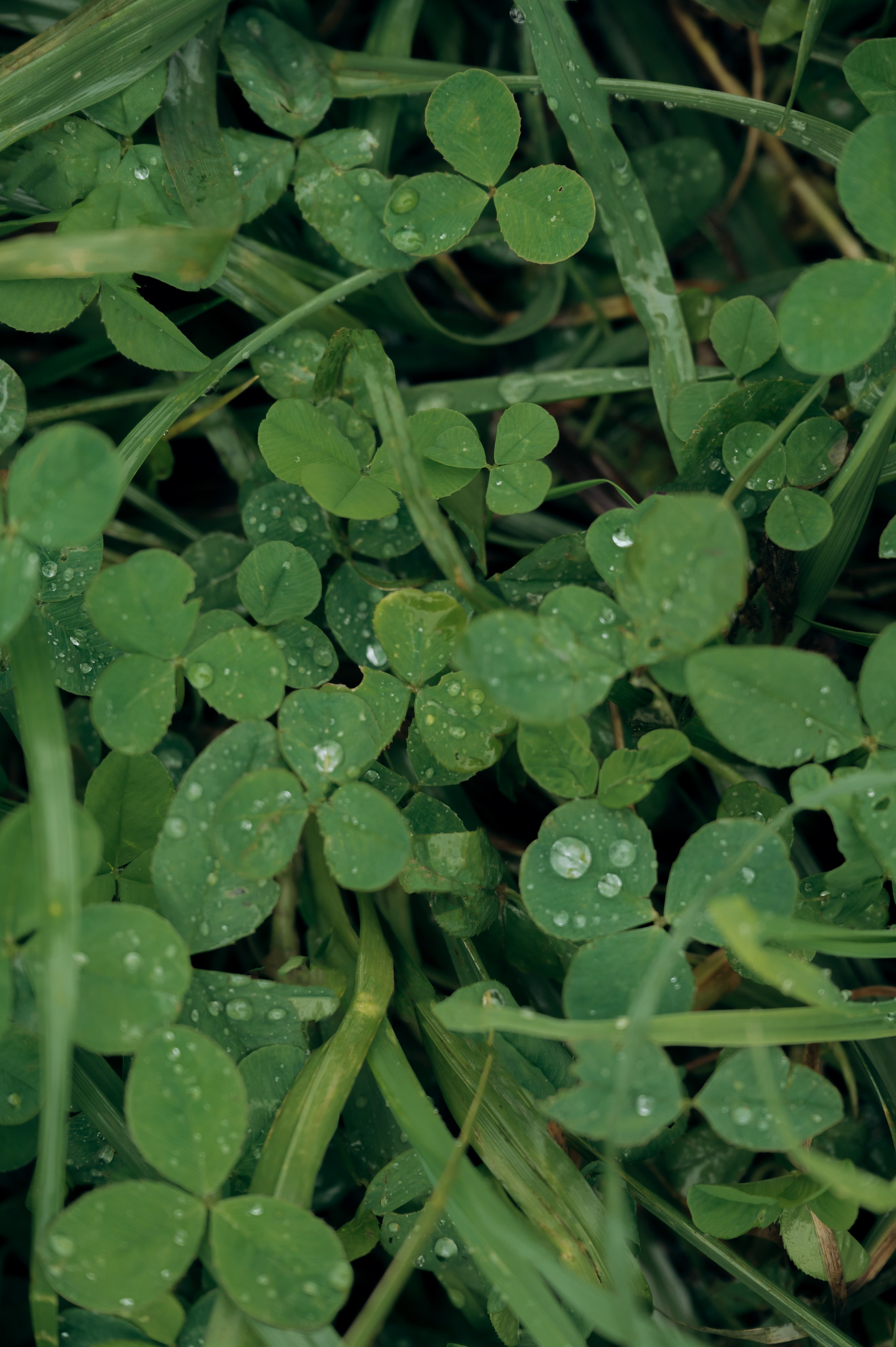 Дождь, Гребнево, любовь. Свадебный и семейный фотограф Виктория Носачёва. Щелково, Москва и МО