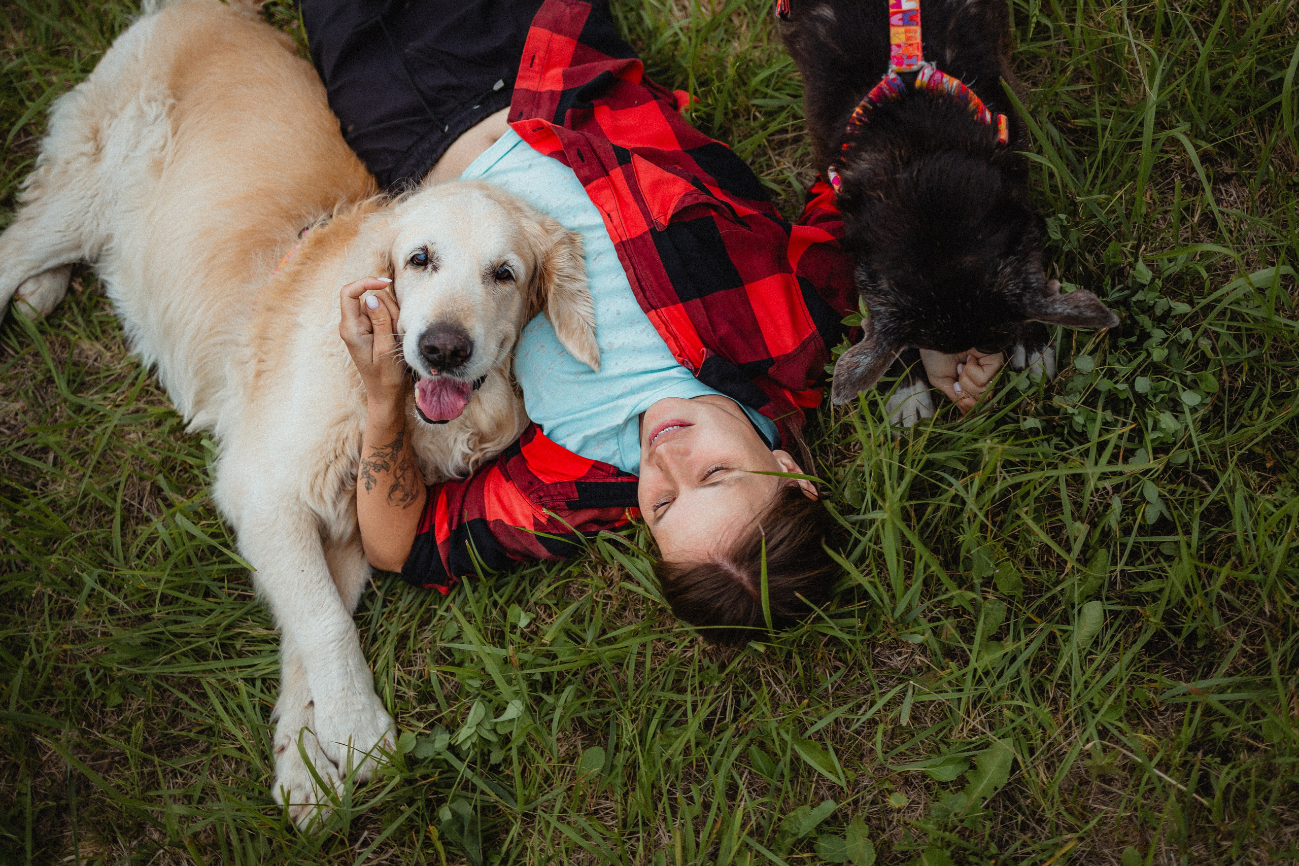 Выездной дог-тренинг от школы «Шерсть имею»