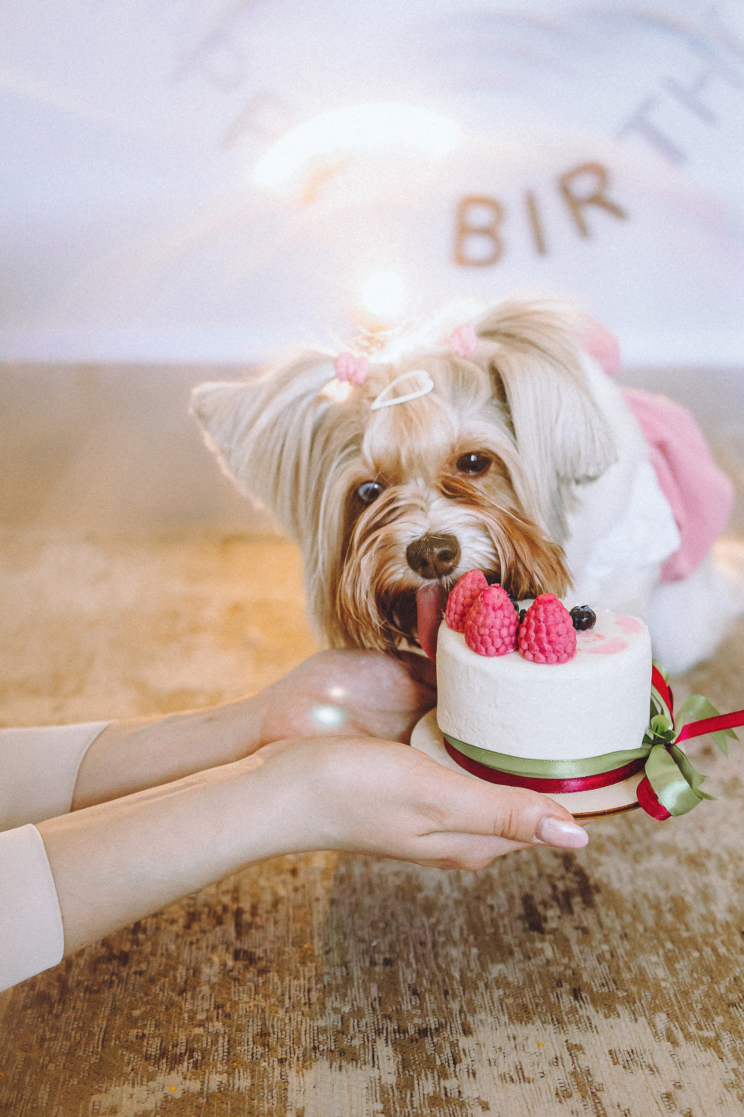 День Рождения Шу