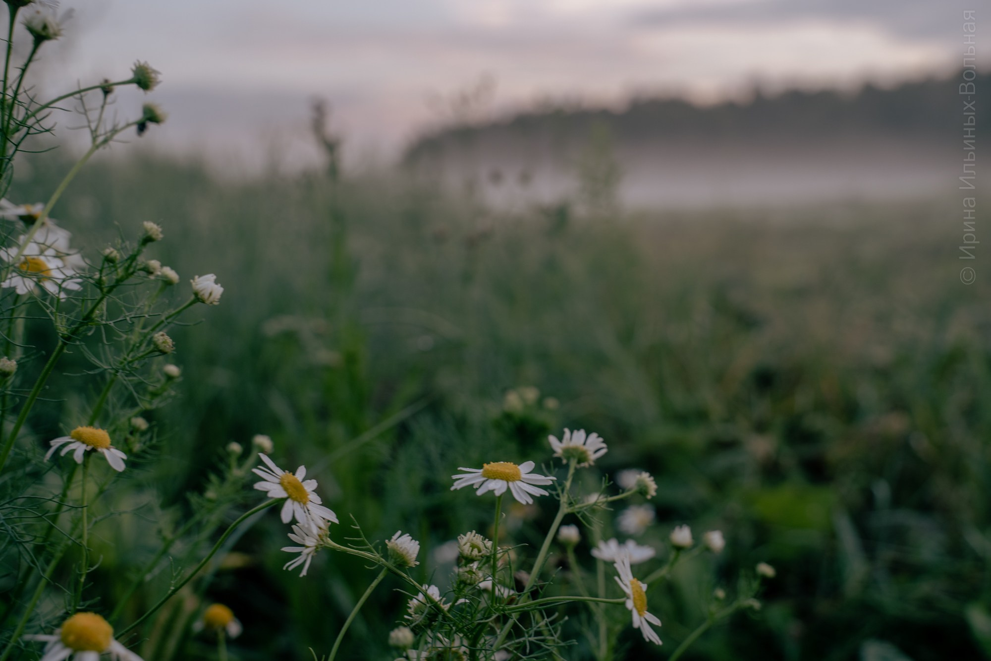 Фотокартины. Семейный фотограф Ирина Ильиных-Вольная в Москве и не только