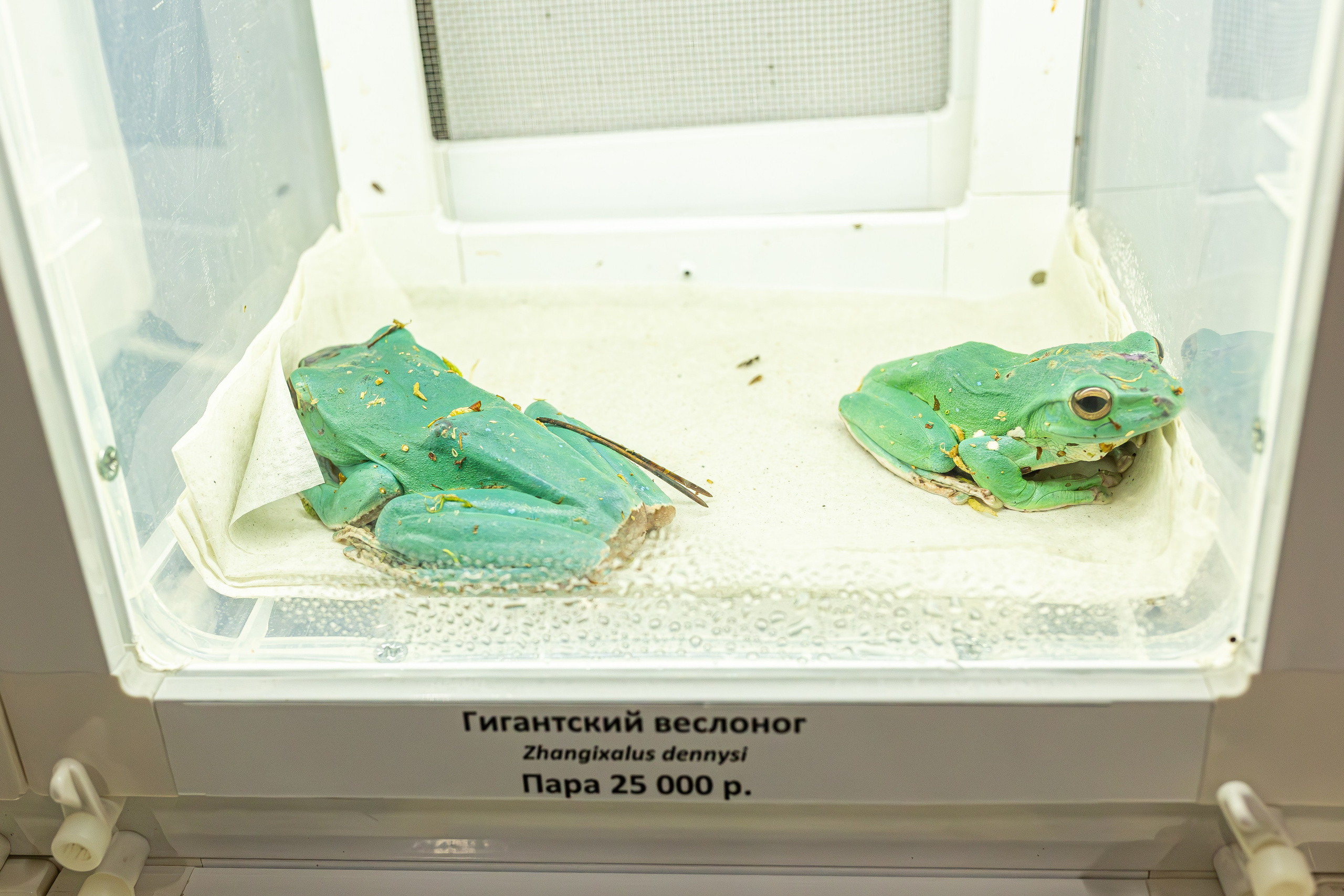 Рептилиум июнь 2025. Александра Куликова фотограф, Москва