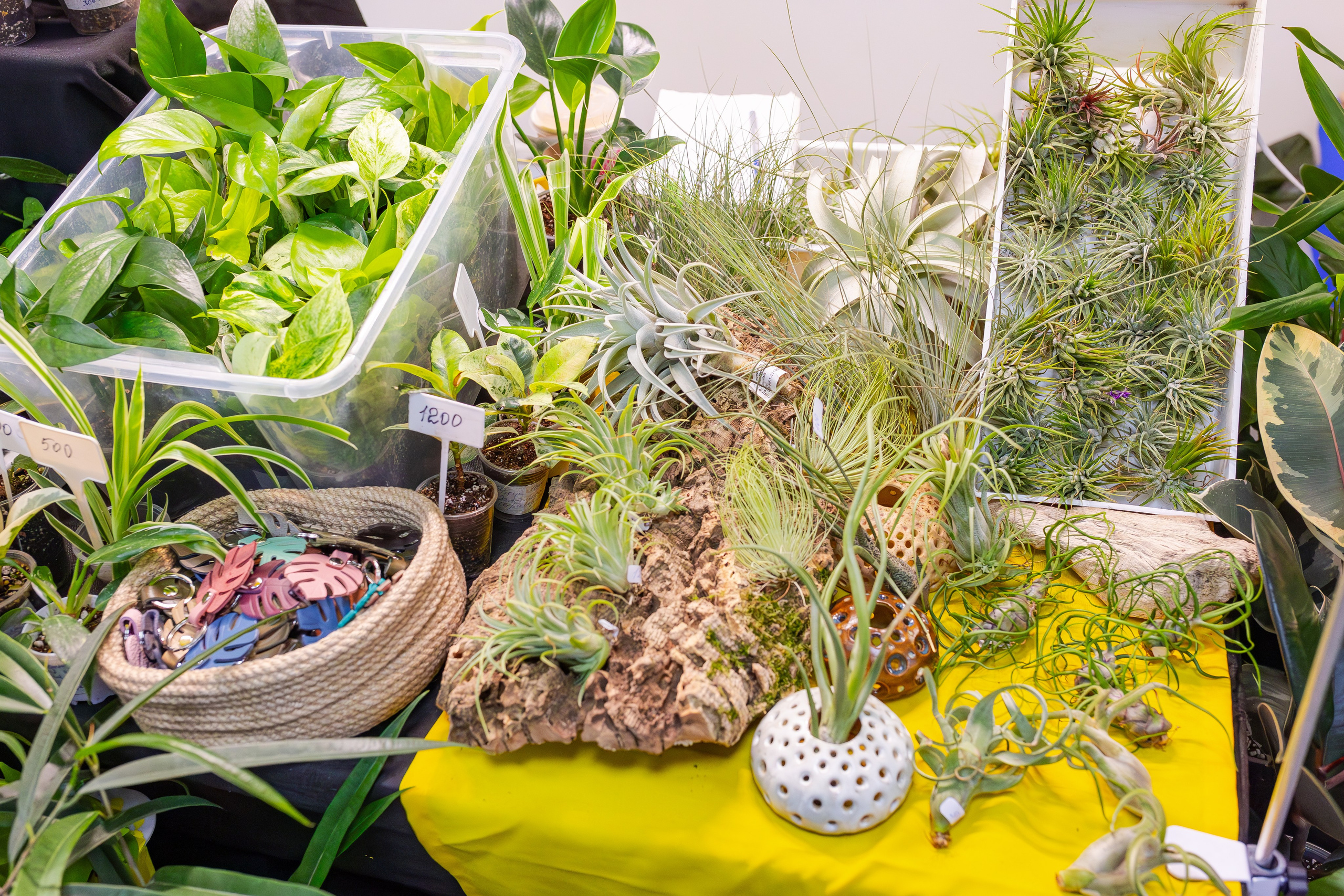 Орхидиум сентябрь 2025. Александра Куликова фотограф, Москва