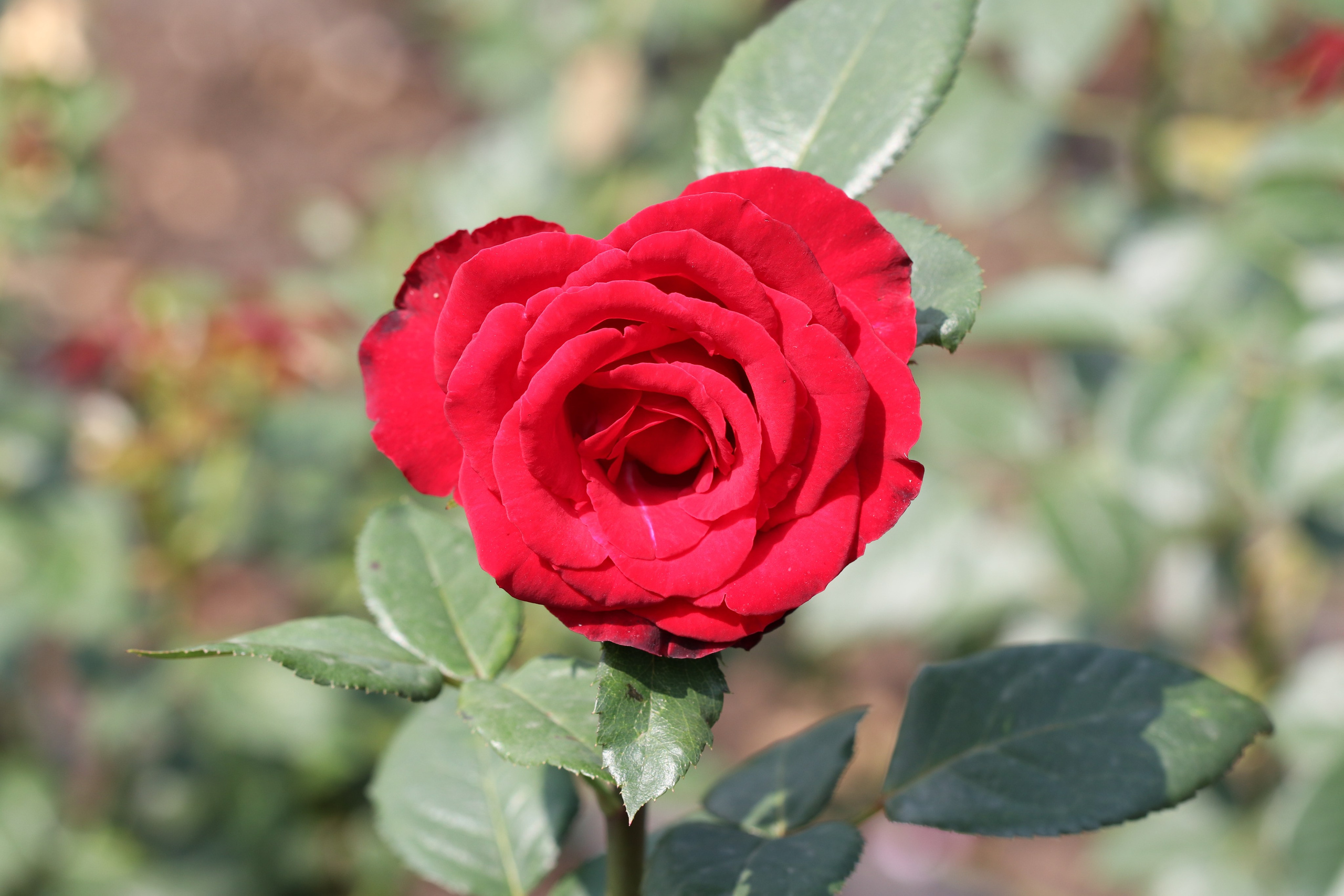 Долина роз в Кисловодске. Фото-художник и Репортажный фотограф Николаев Александр Алексеевич