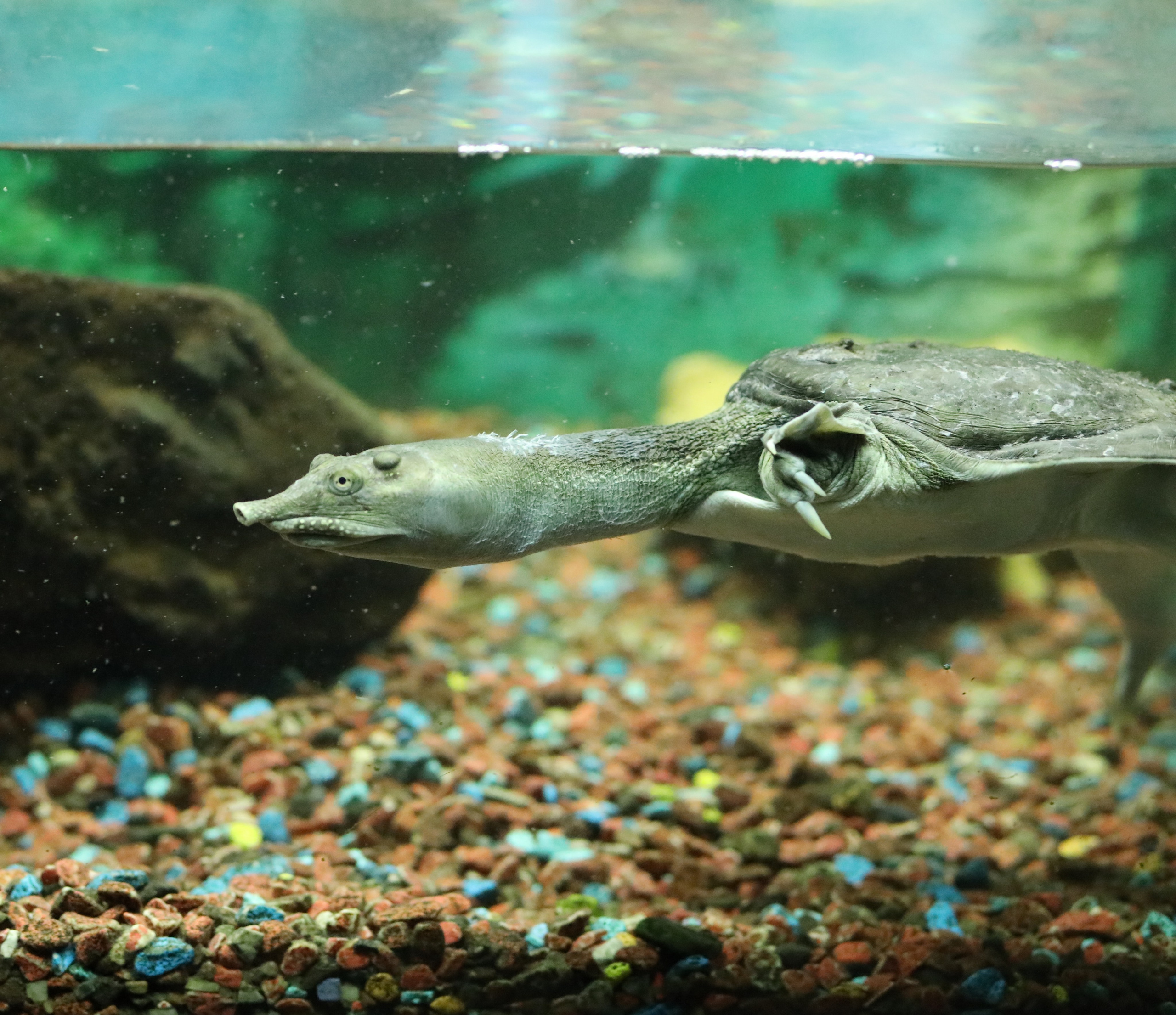 Ростовский зоопарк. Фото-художник и Репортажный фотограф Николаев Александр Алексеевич