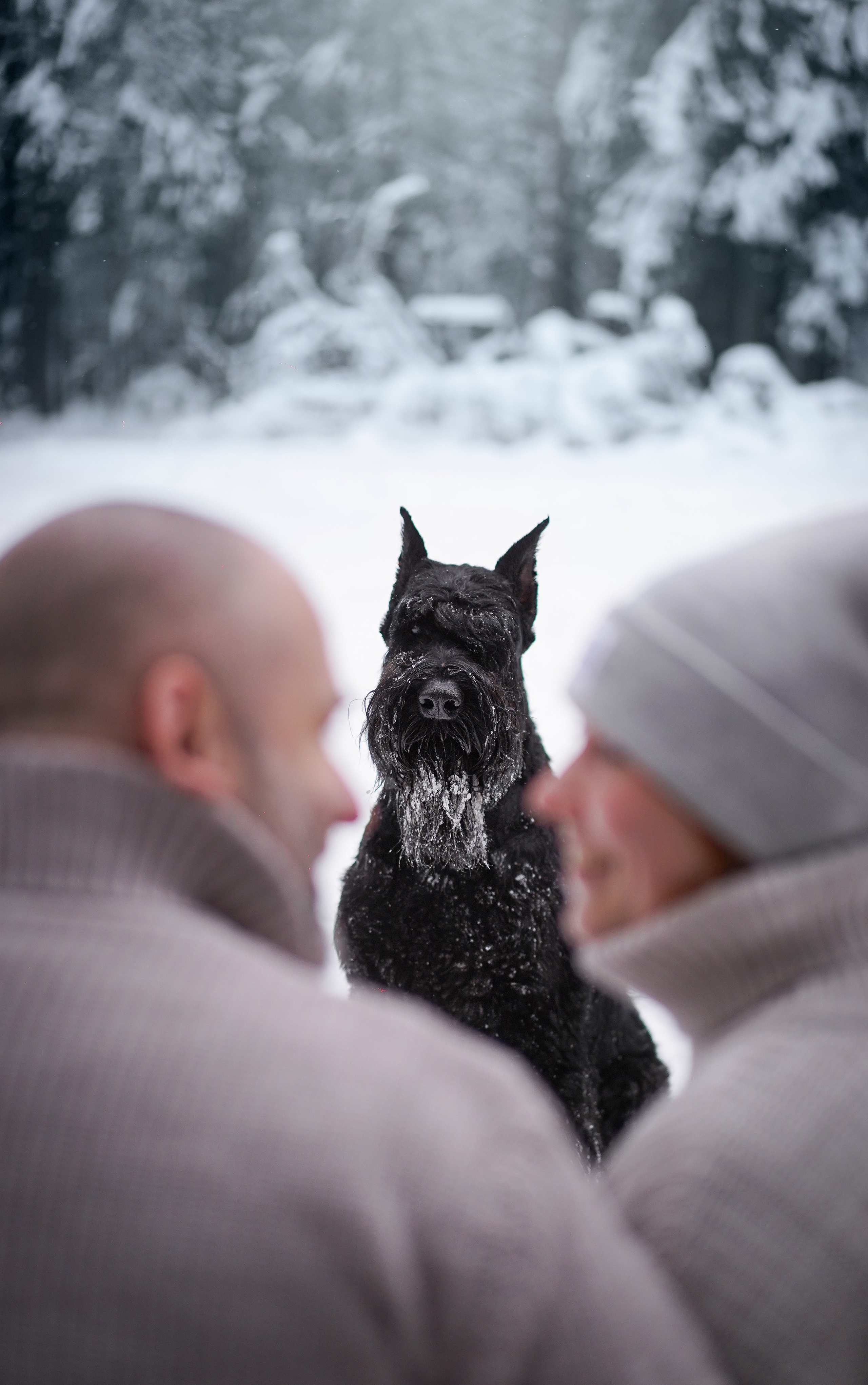 Оля Миша и шнауцеры. Фотограф-анималист в Санкт-Петербурге Яна Мартынова