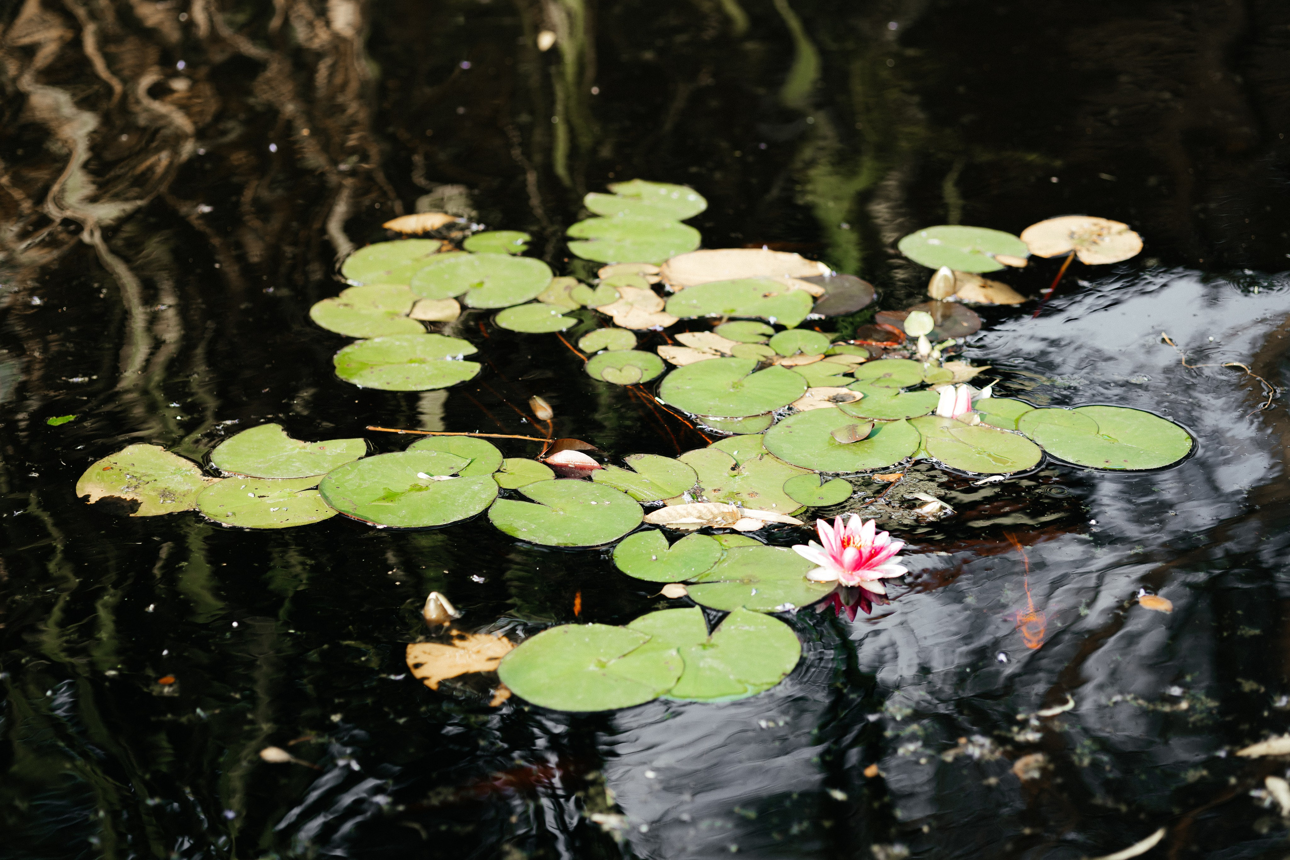 Никита&Катя. Свадебный и семейный фотограф в Краснодаре и крае