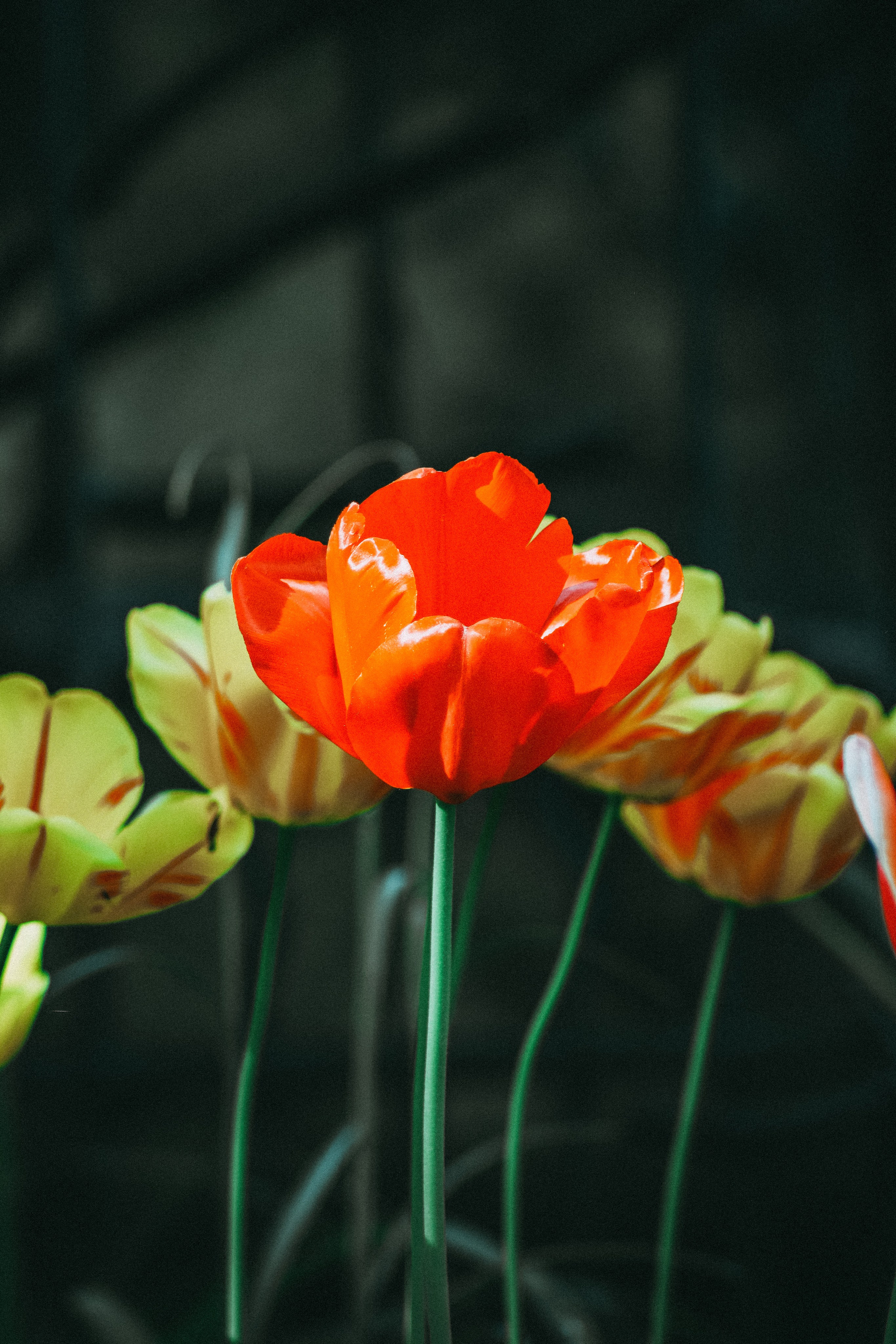 Р А С Т Е Н И Я. — Digital Noise —