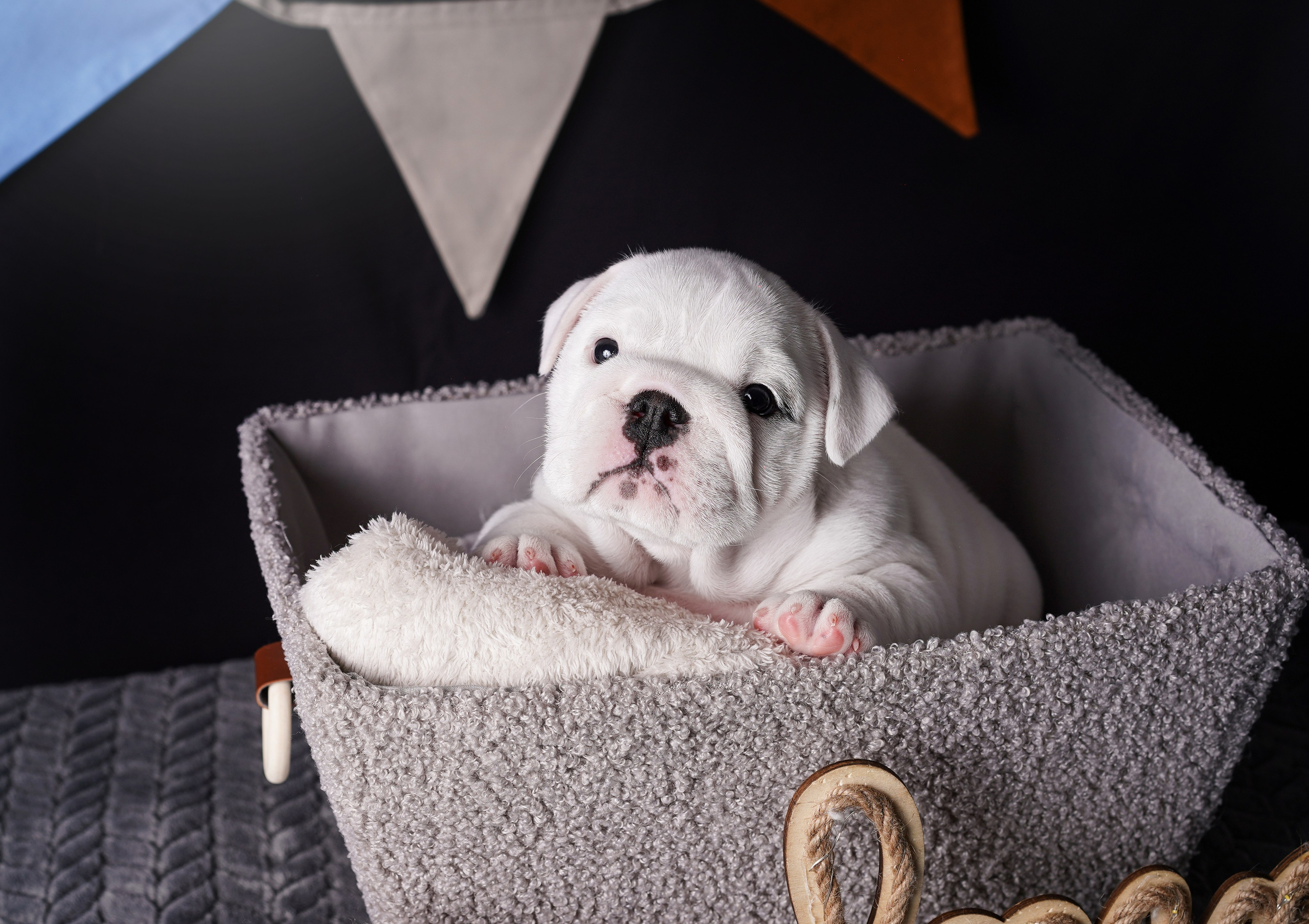 Щенки бульдога. Фотограф-анималист в Санкт-Петербурге Яна Мартынова