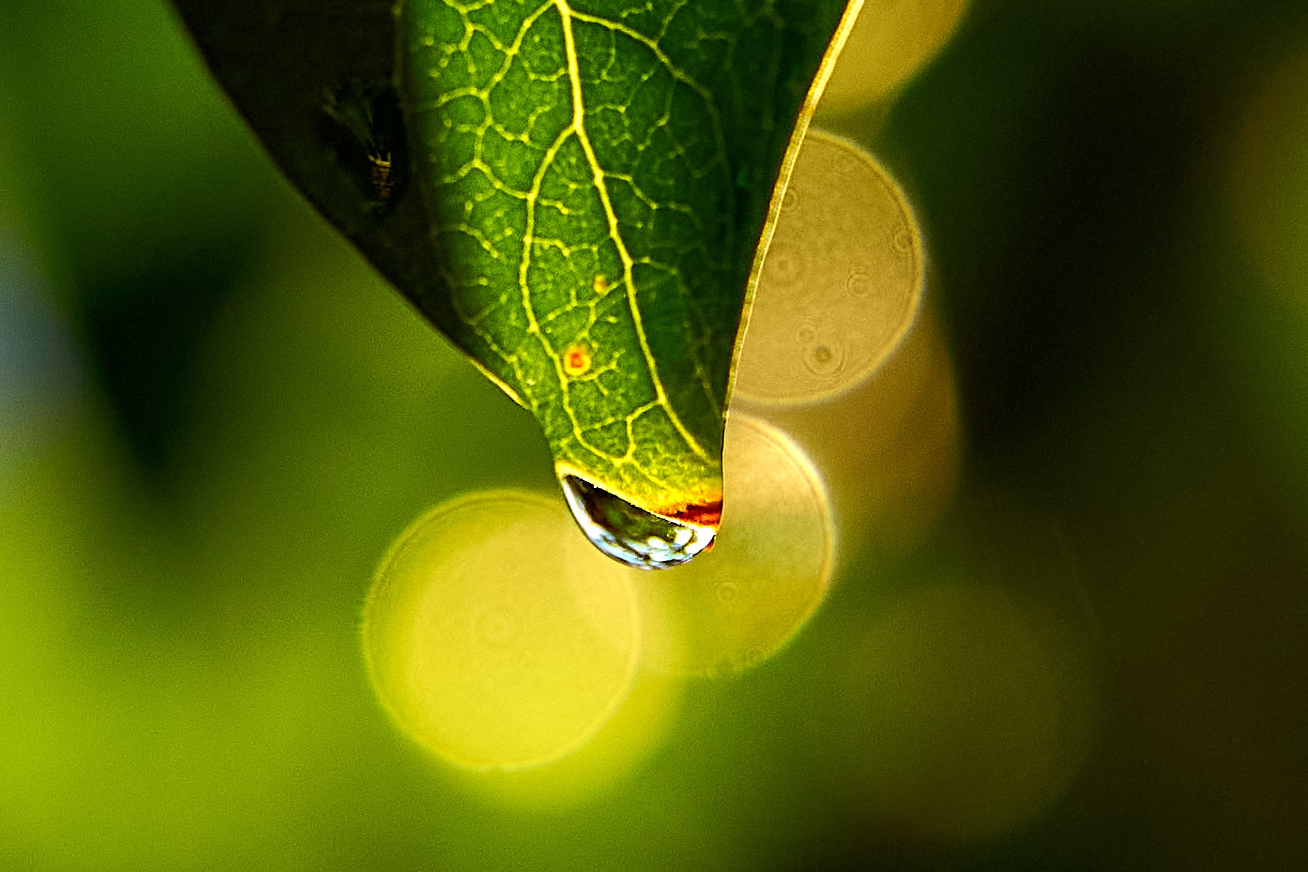 Фото- видео- съемка. Краснодар, Краснодарский край, Крым. Петр Ступень. Свадебное, семейное фото и видео. Москва. Краснодар