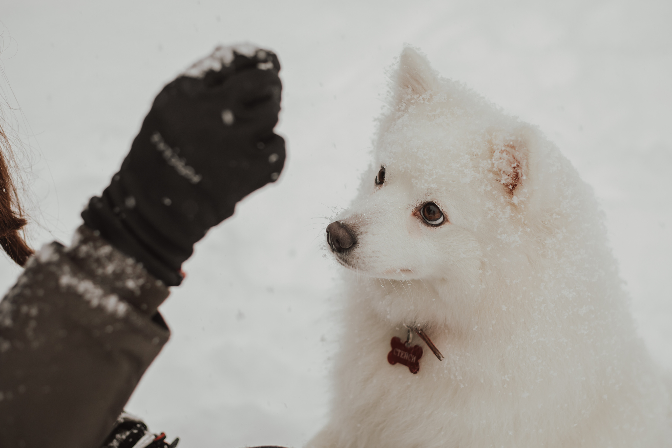Зимняя прогулка с любимцем. Семейный фотограф в Санкт-Петербурге Ева Маркова
