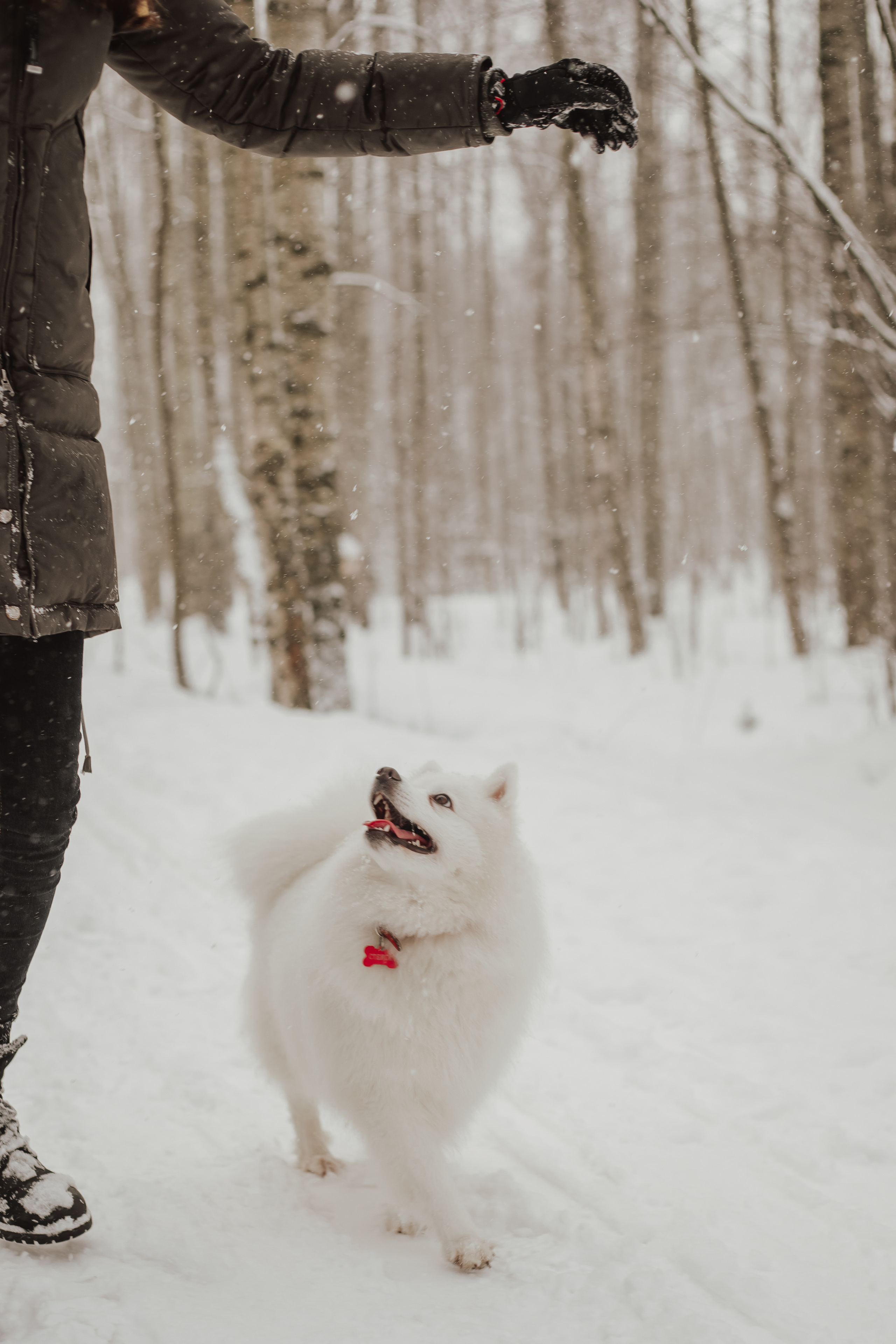 Зимняя прогулка с любимцем. Семейный фотограф в Санкт-Петербурге Ева Маркова