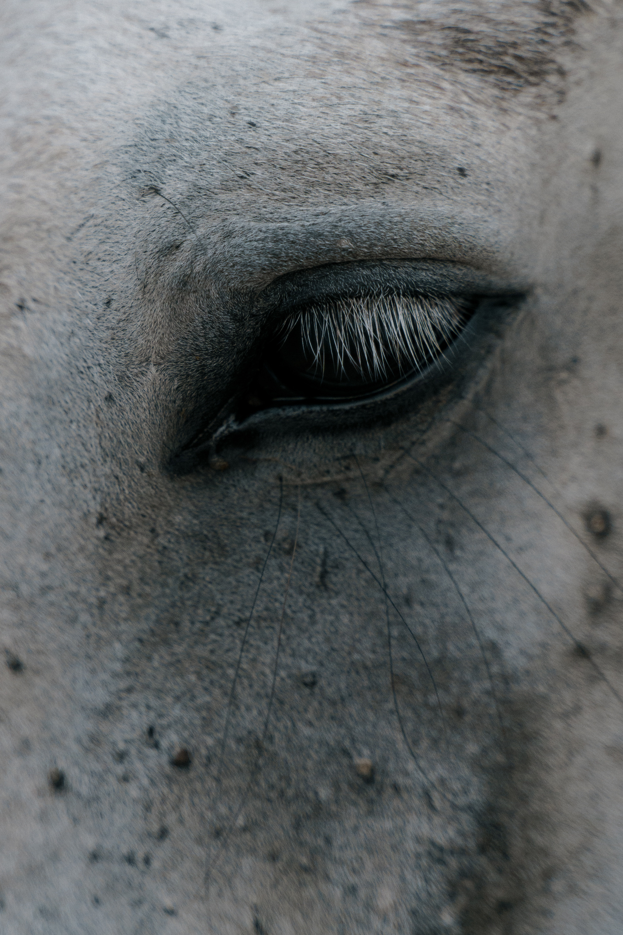 Love horses. Свадебный фотограф Корощенко Екатерина