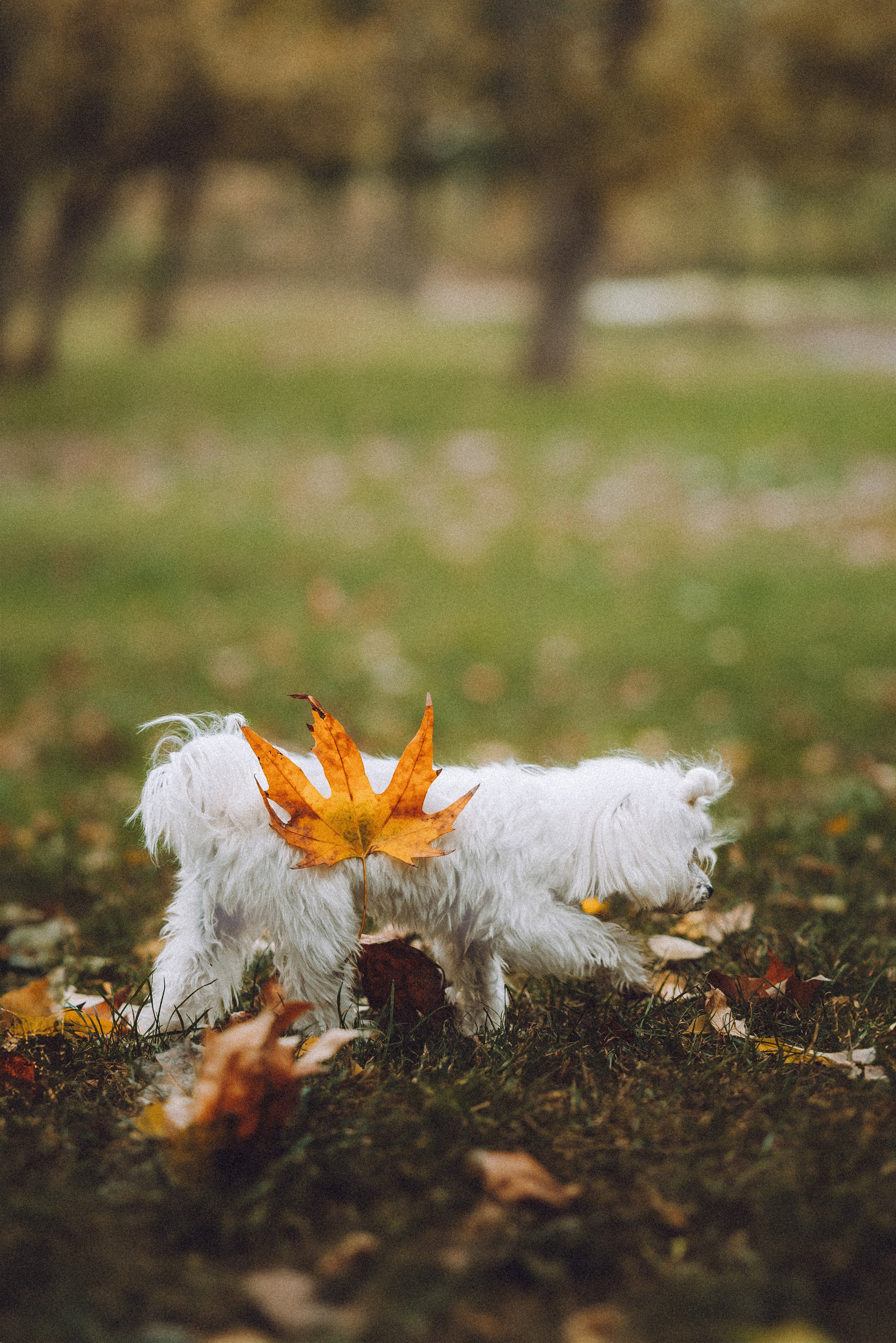 Настя и Гоша