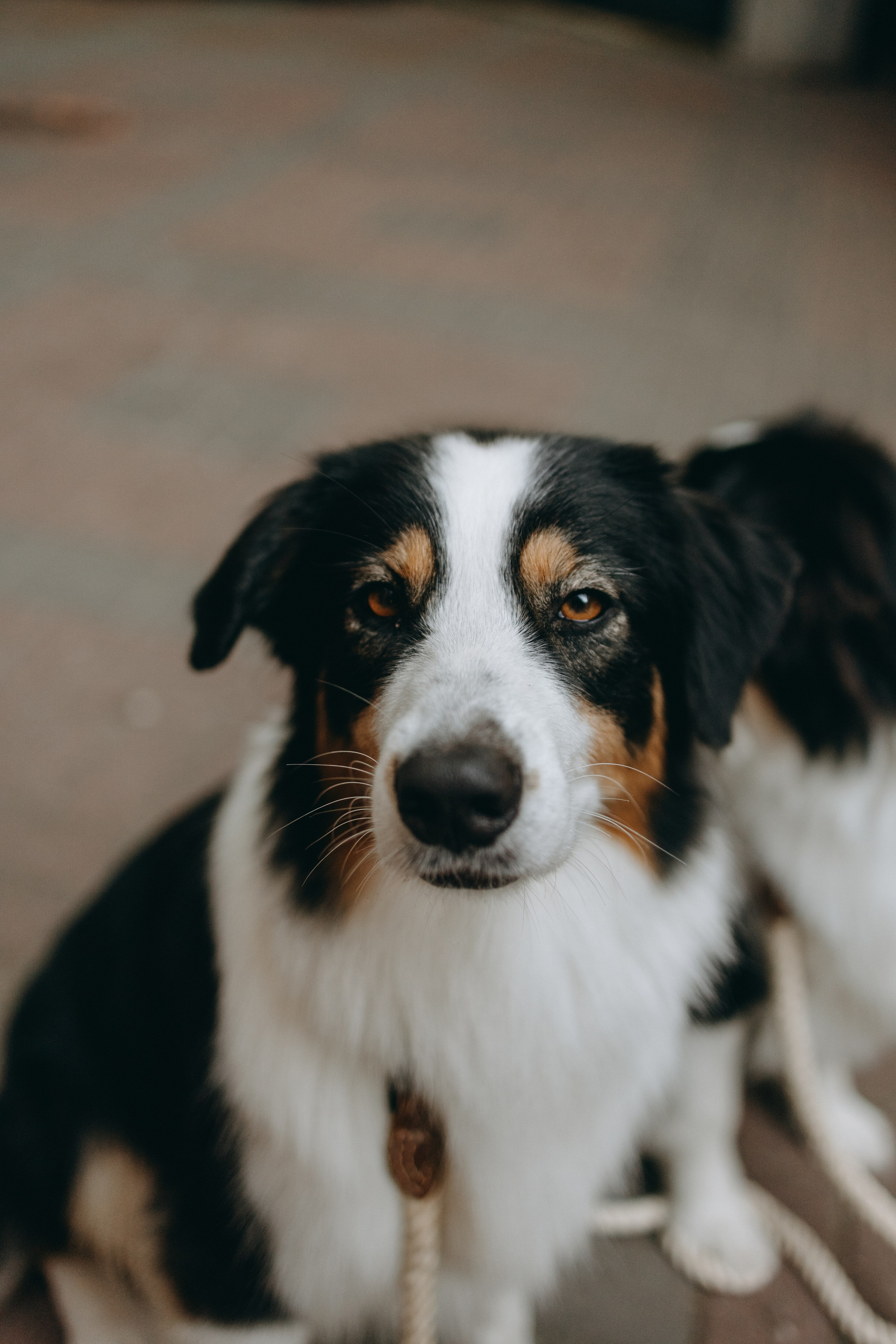 Катя и ее девочки. Фотограф — Анималист | Санкт-Петербург