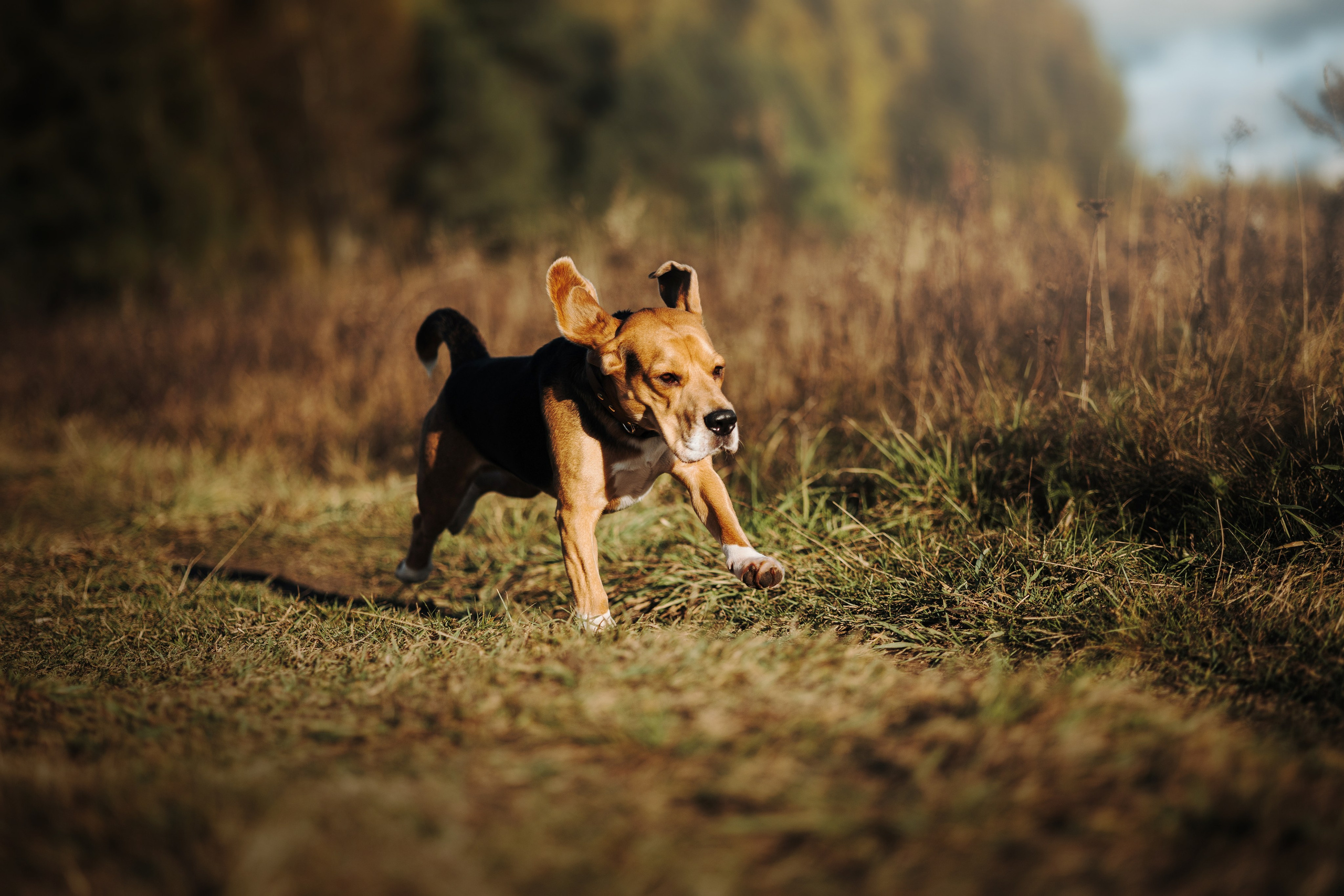 Оуджи и его семья. Фотограф — Анималист | Санкт-Петербург
