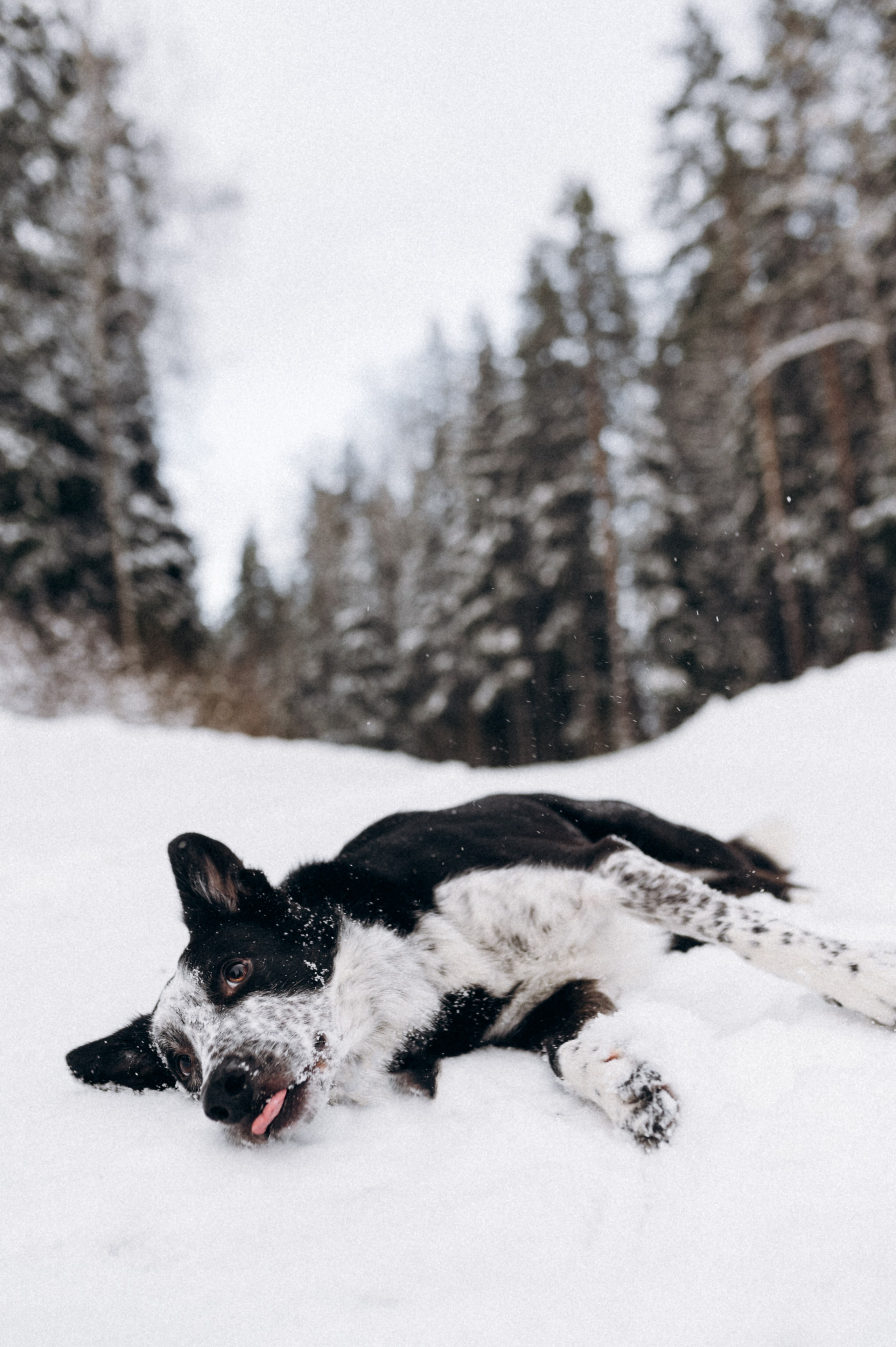 Аня и Милан. Фотограф анималист в Москве Ольга Агушева