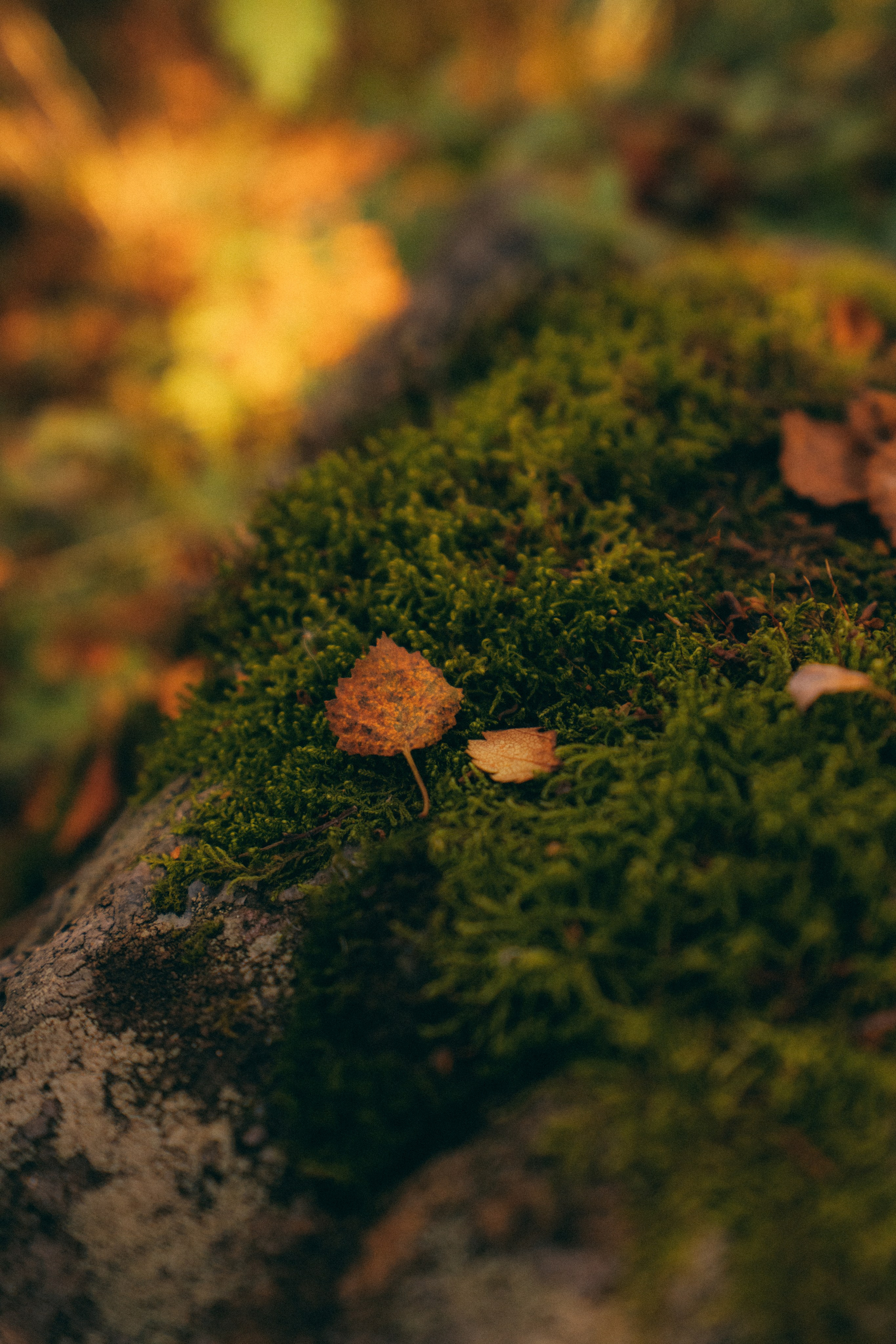 Мурманск. Фотограф Алиса Аспер