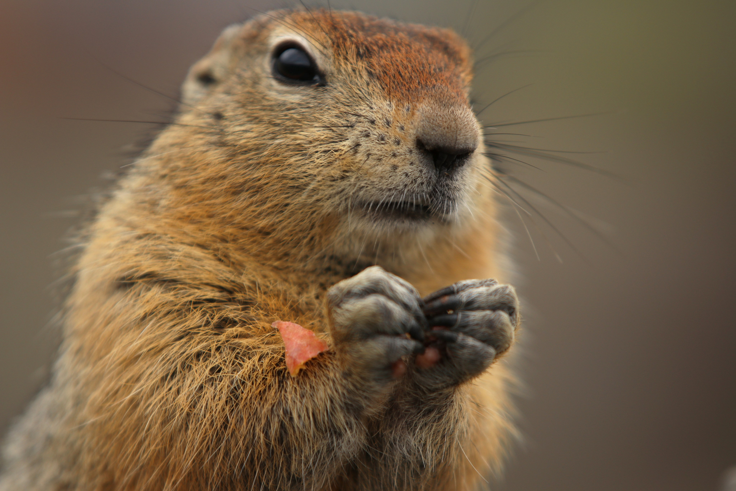 Камчатка и о. Парамушир. Июль 2024. Путешественник-фотограф из Санкт-Петербурга Татьяна Свистулина