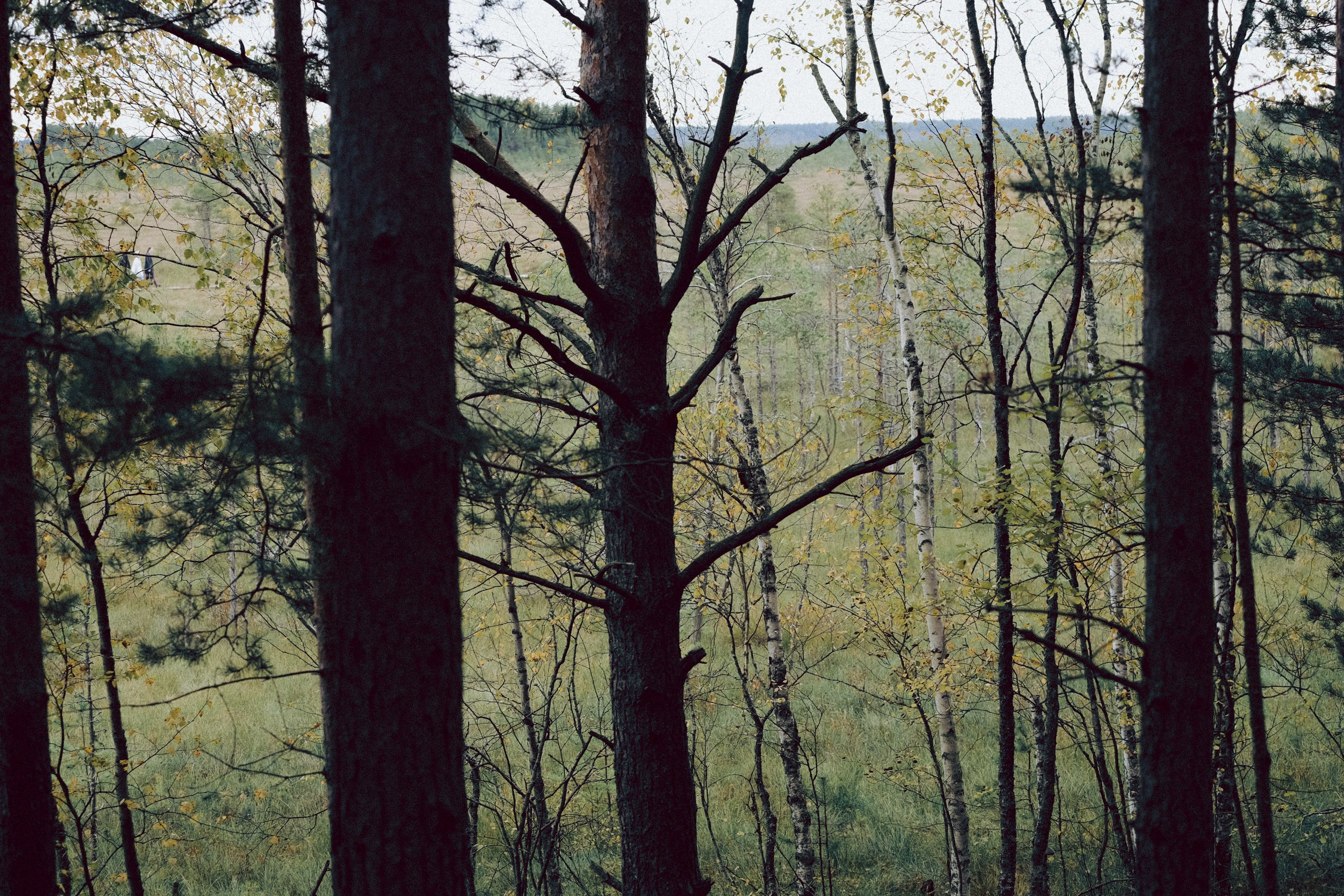 Осеняя прогулка. Профессиональный фотограф, Санкт-Петербург — Виктория Богомолова