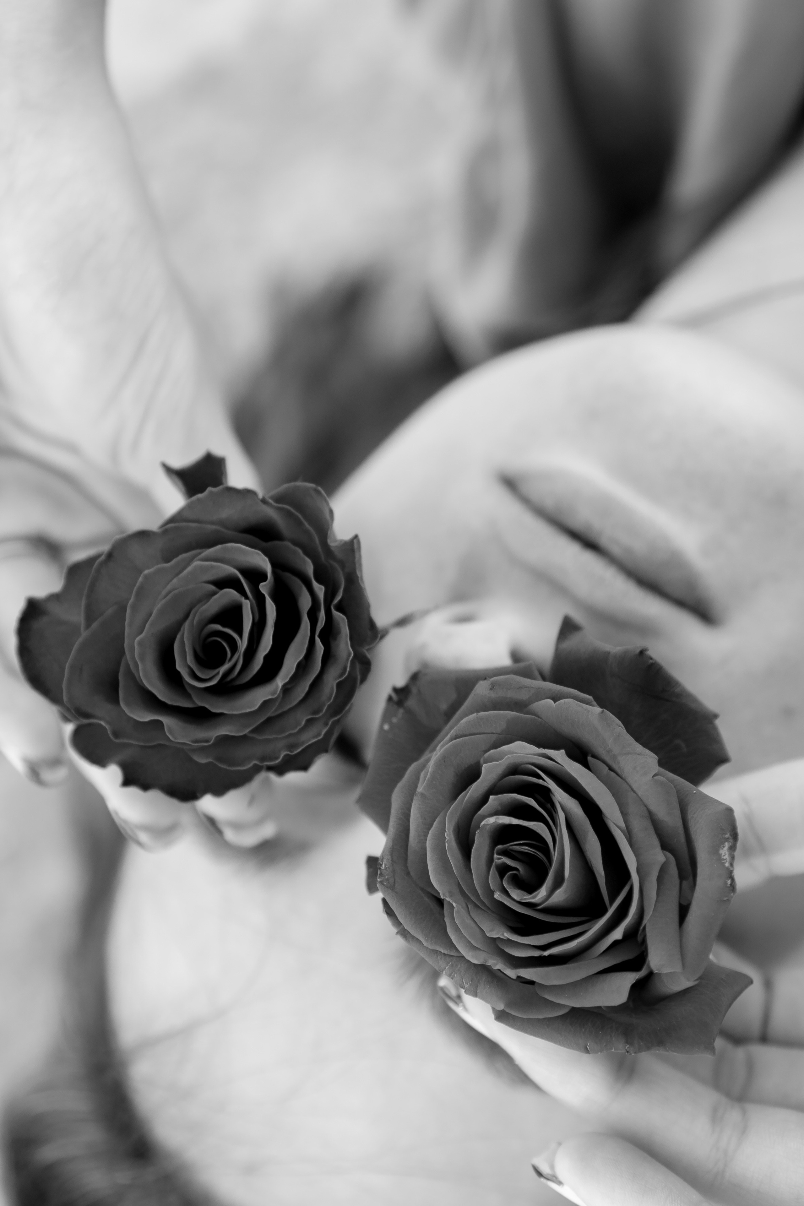 Розы. Профессиональный фотограф, Санкт-Петербург — Виктория Богомолова