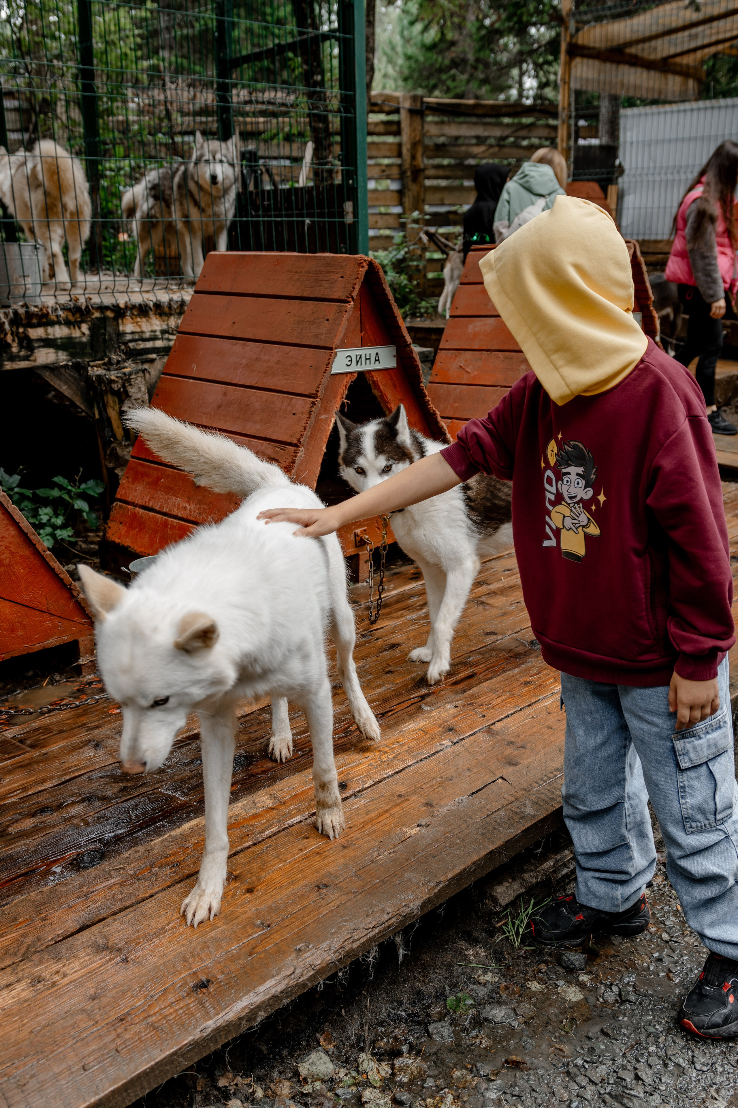 Дог-треккинг