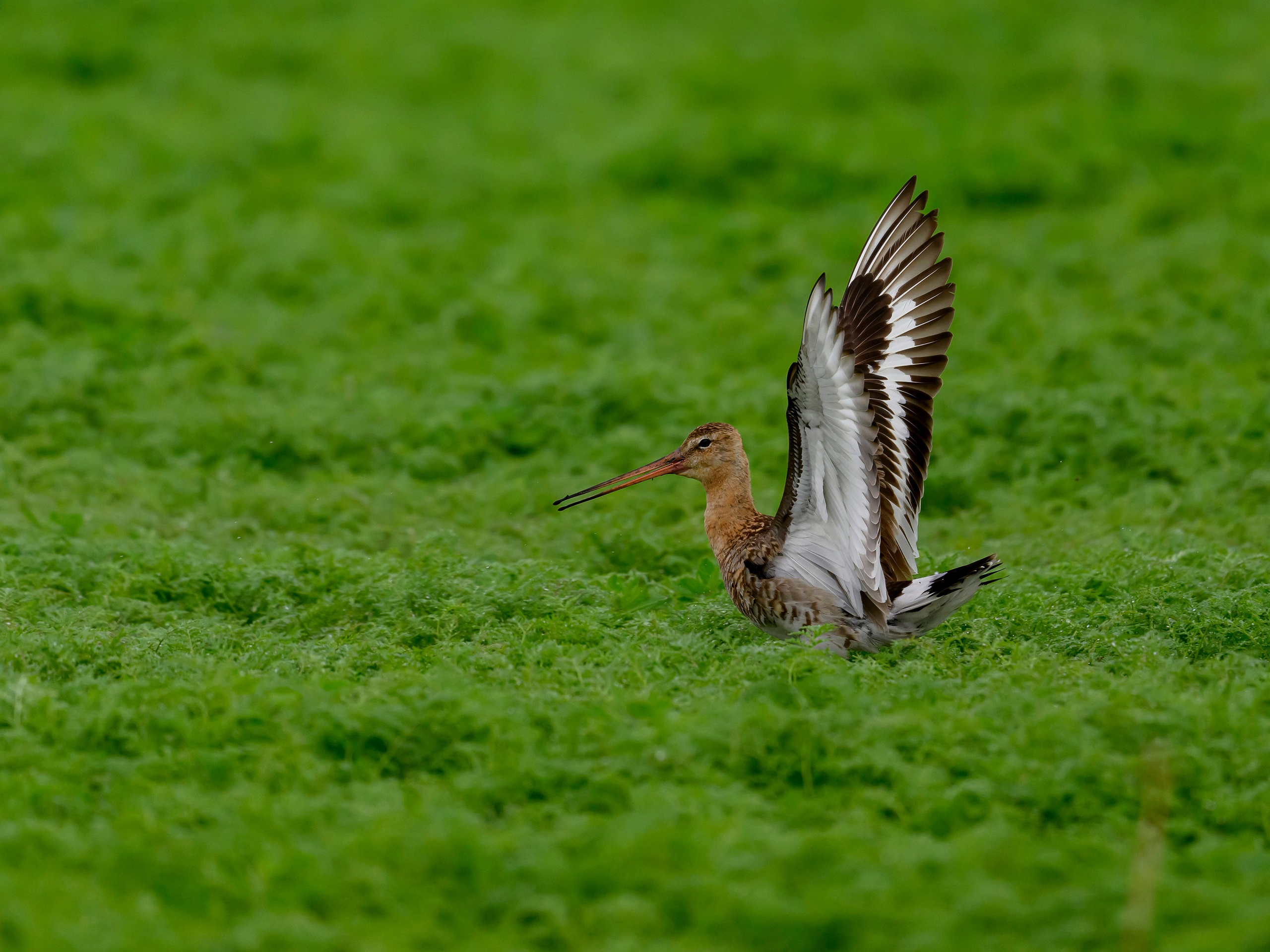 Веретенник. Фотограф Сергей Пупонин