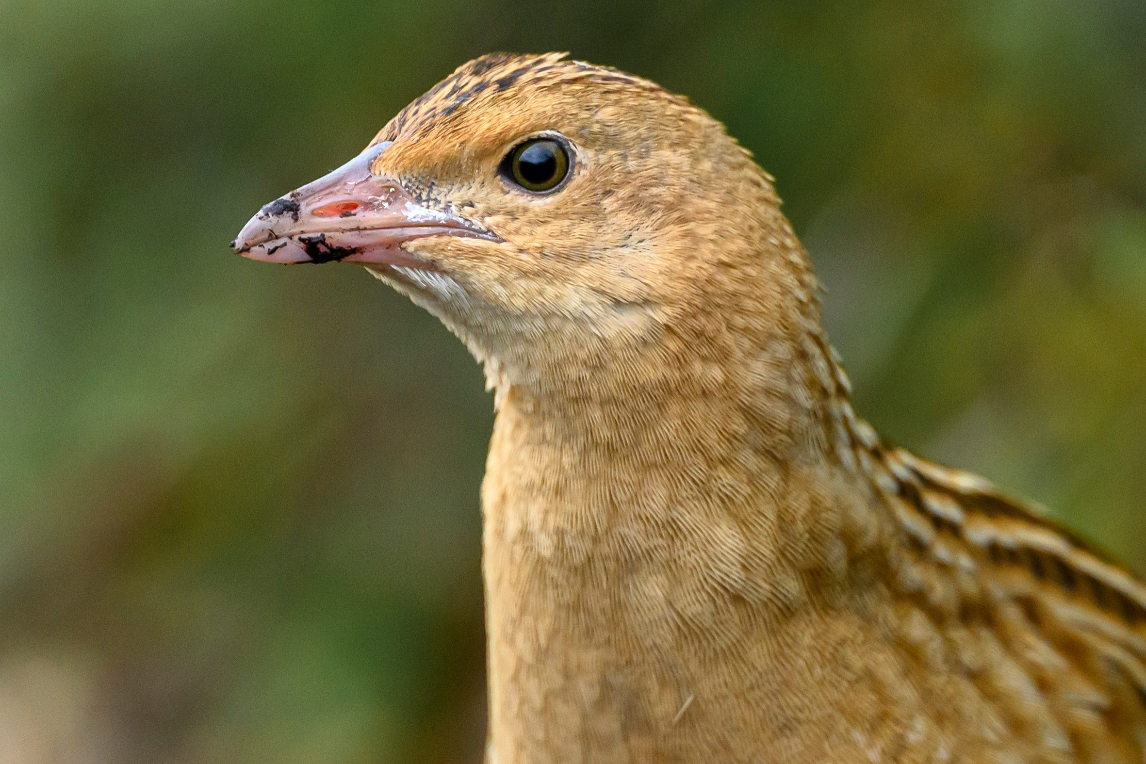 Коростель, кукушка, каменка. Wildlife photography by Sergey Puponin
