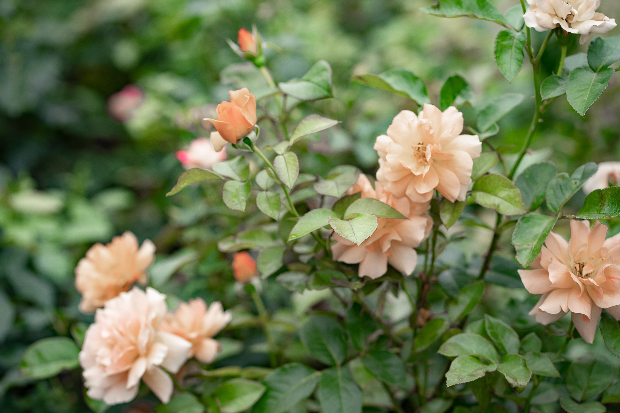 Свадебные съемки. Фотограф и фотохудожник