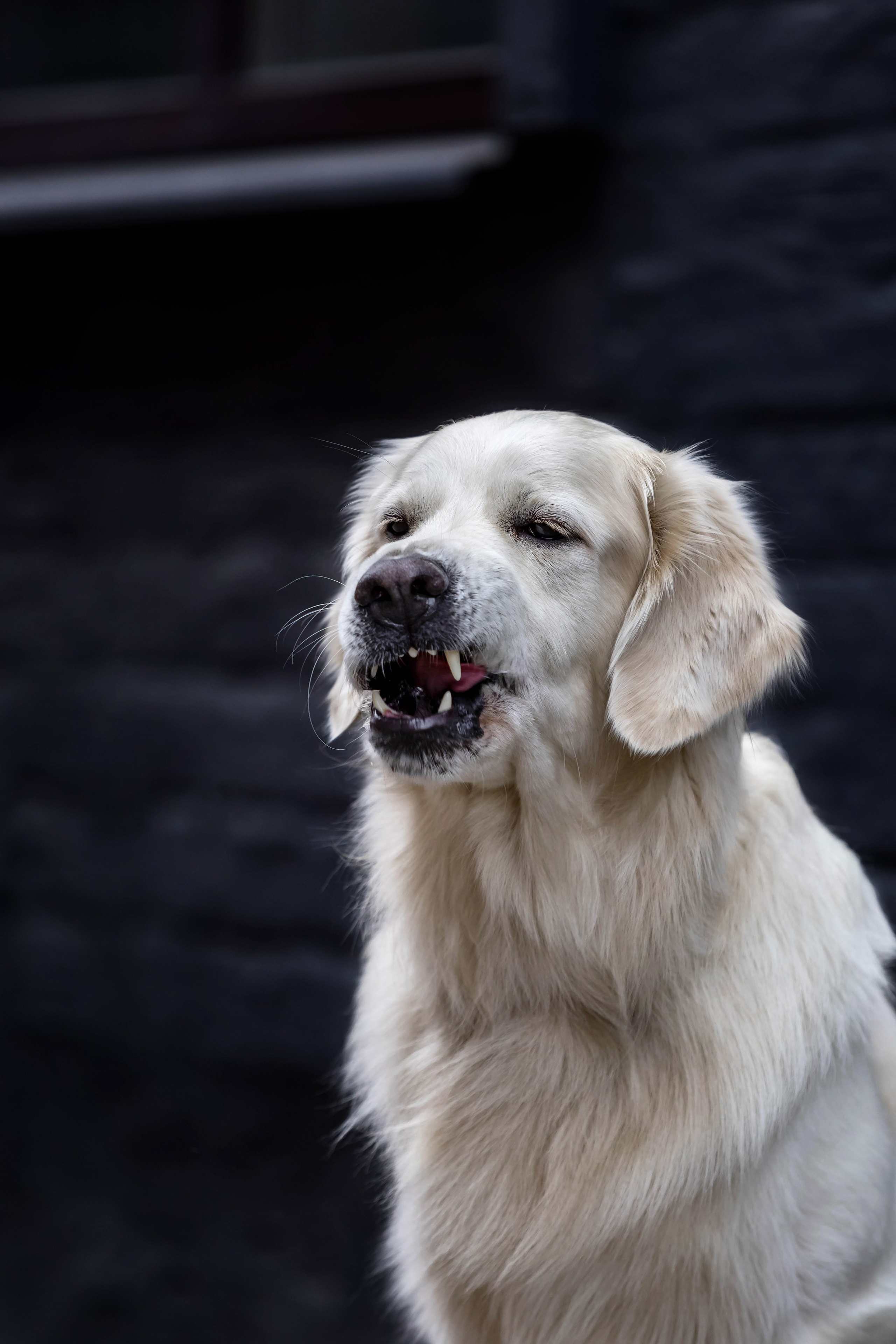 Голден. Https://moshkovaphoto.ru/