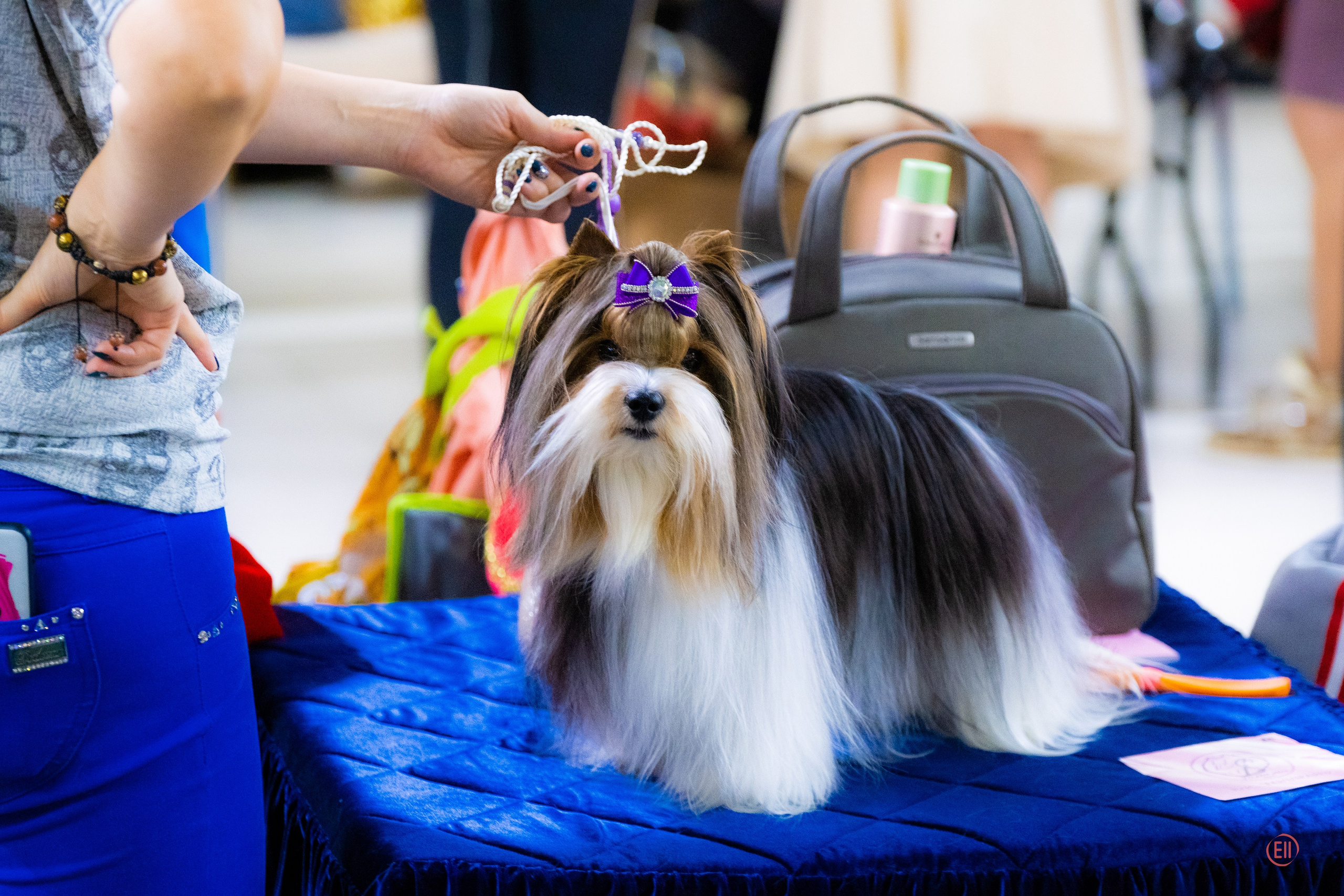 Друг человека. Фотограф в Москве