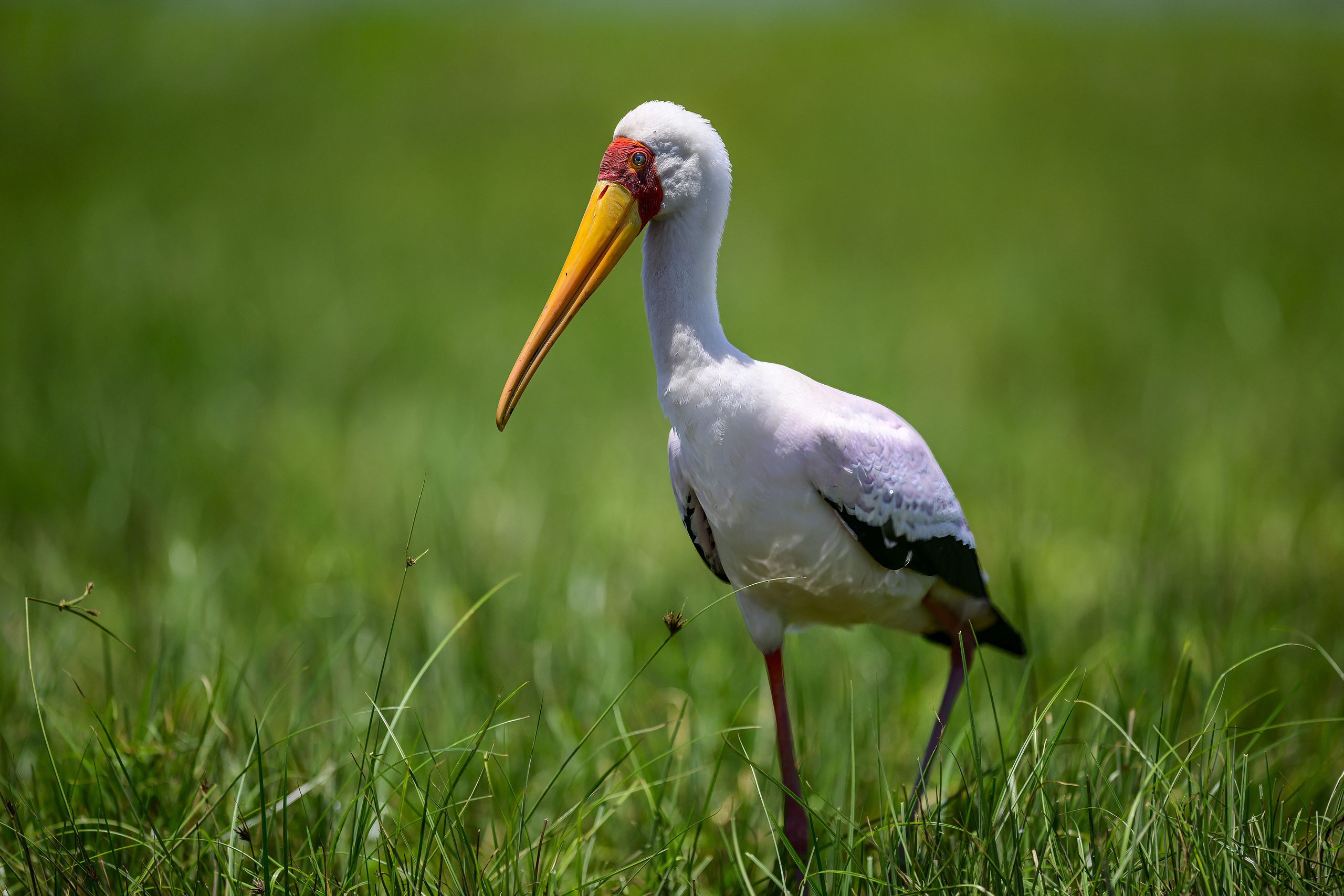 Кения. Wildlife photography by Sergey Puponin