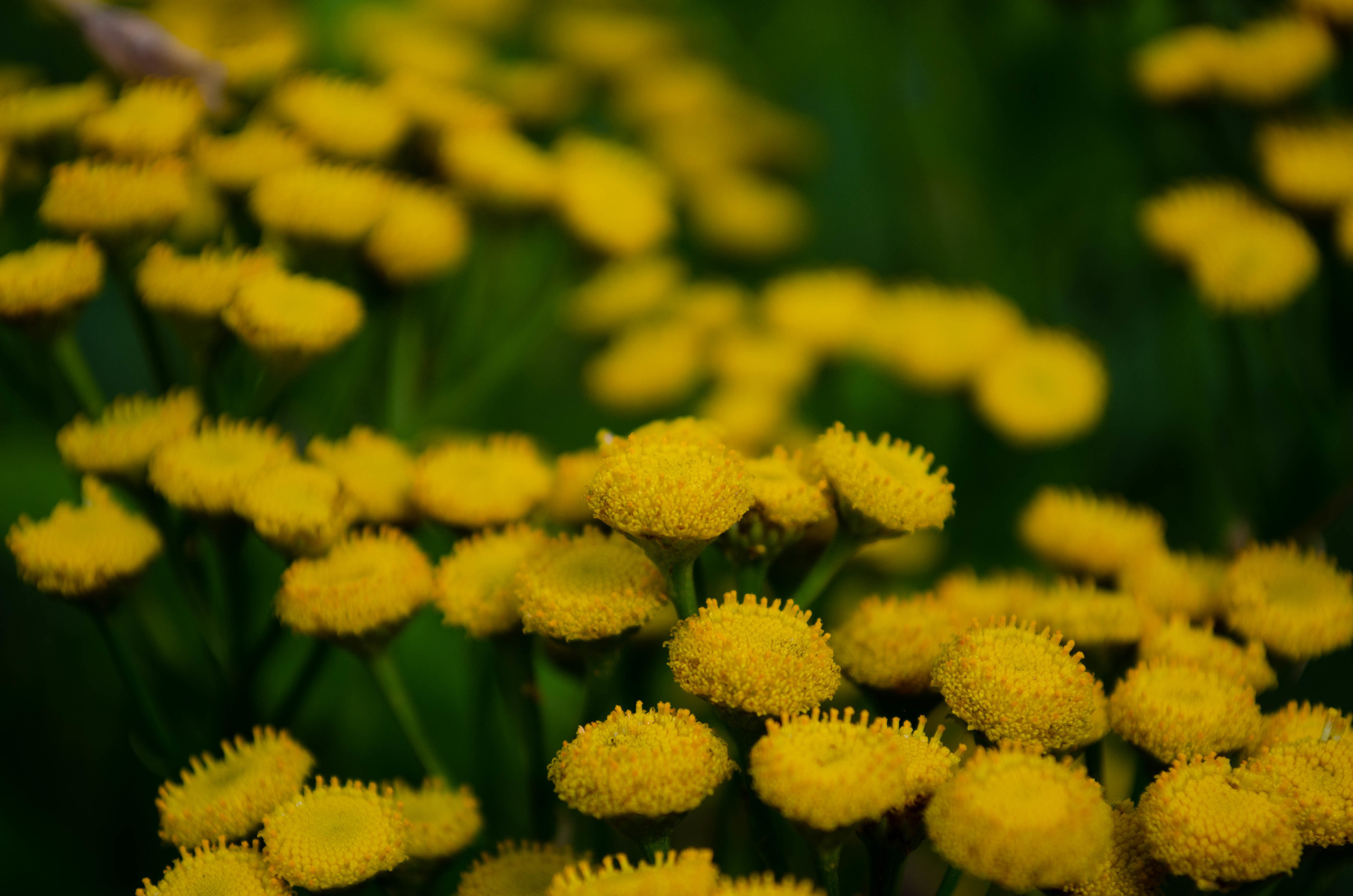 Природа. Александр Снапков | SnappPhoto | Буй