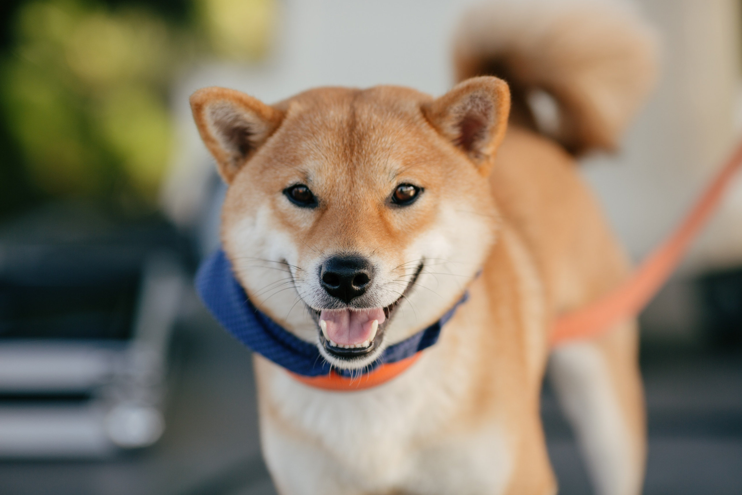 Dog Fest 2024. Главная