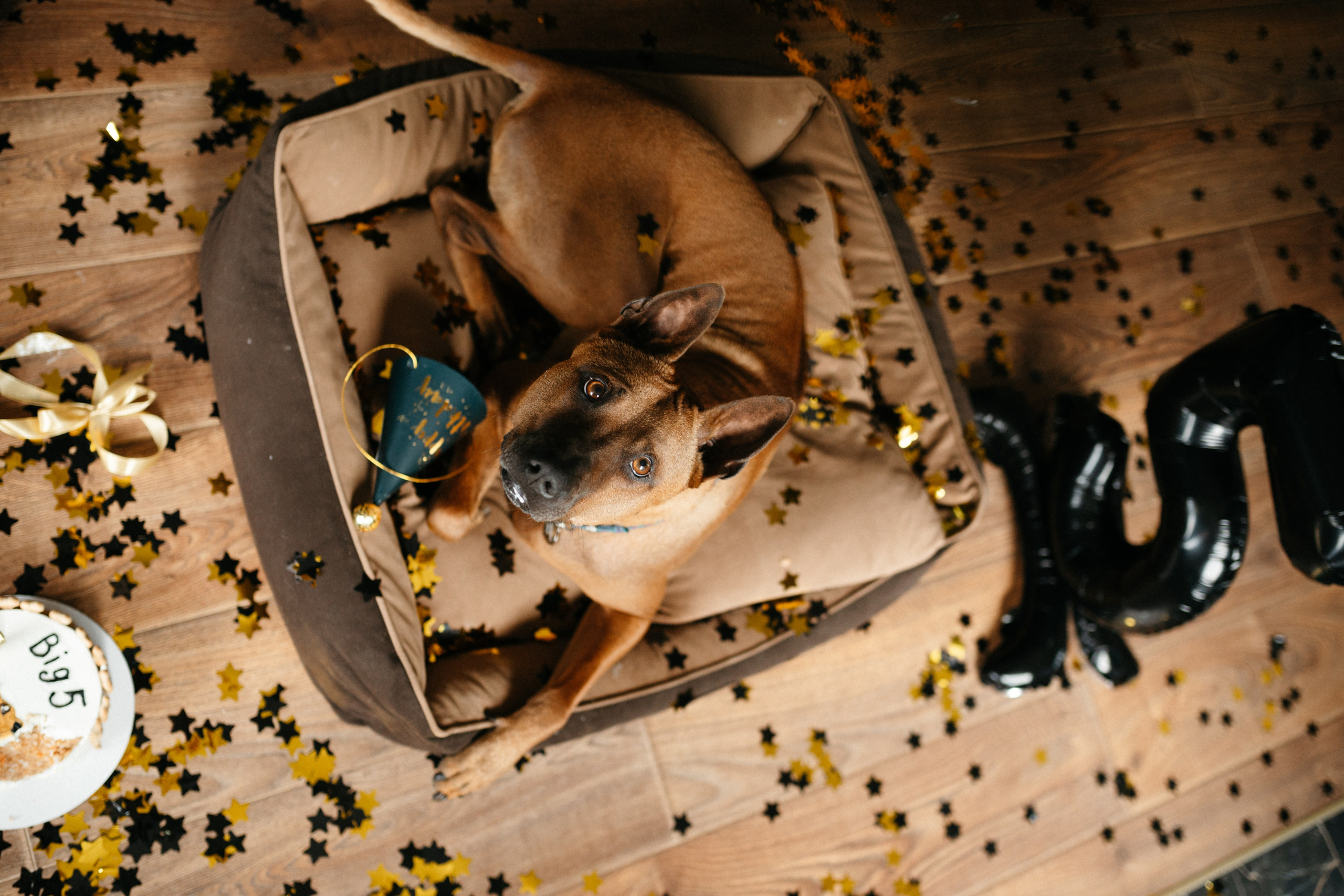Оксана и Зевс. Фотограф анималист в Москве Ольга Агушева
