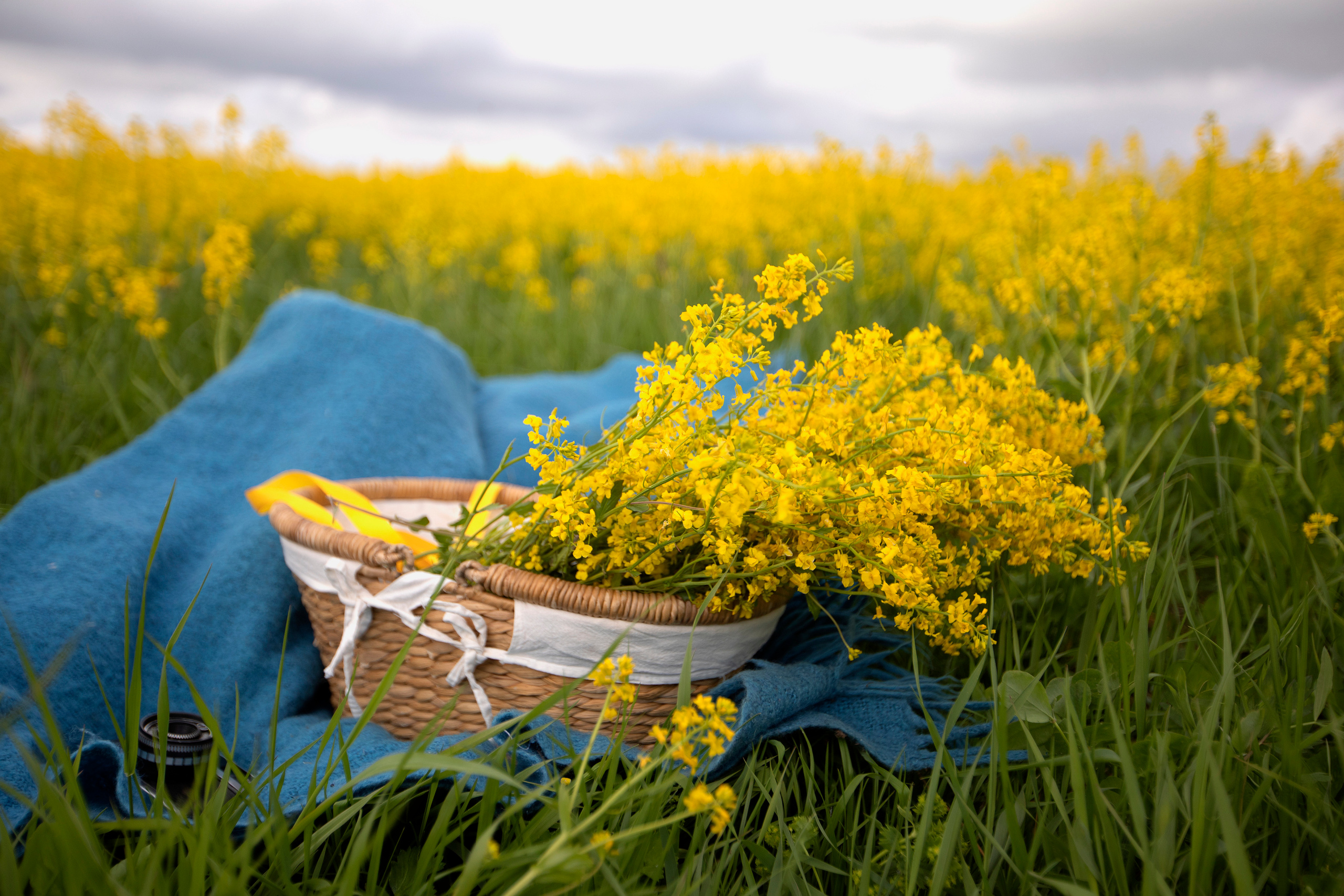 Цветение в июне. ДЕТСКИЙ И СЕМЕЙНЫЙ ФОТОГРАФ в Сосново, Ленинградской области и Спб